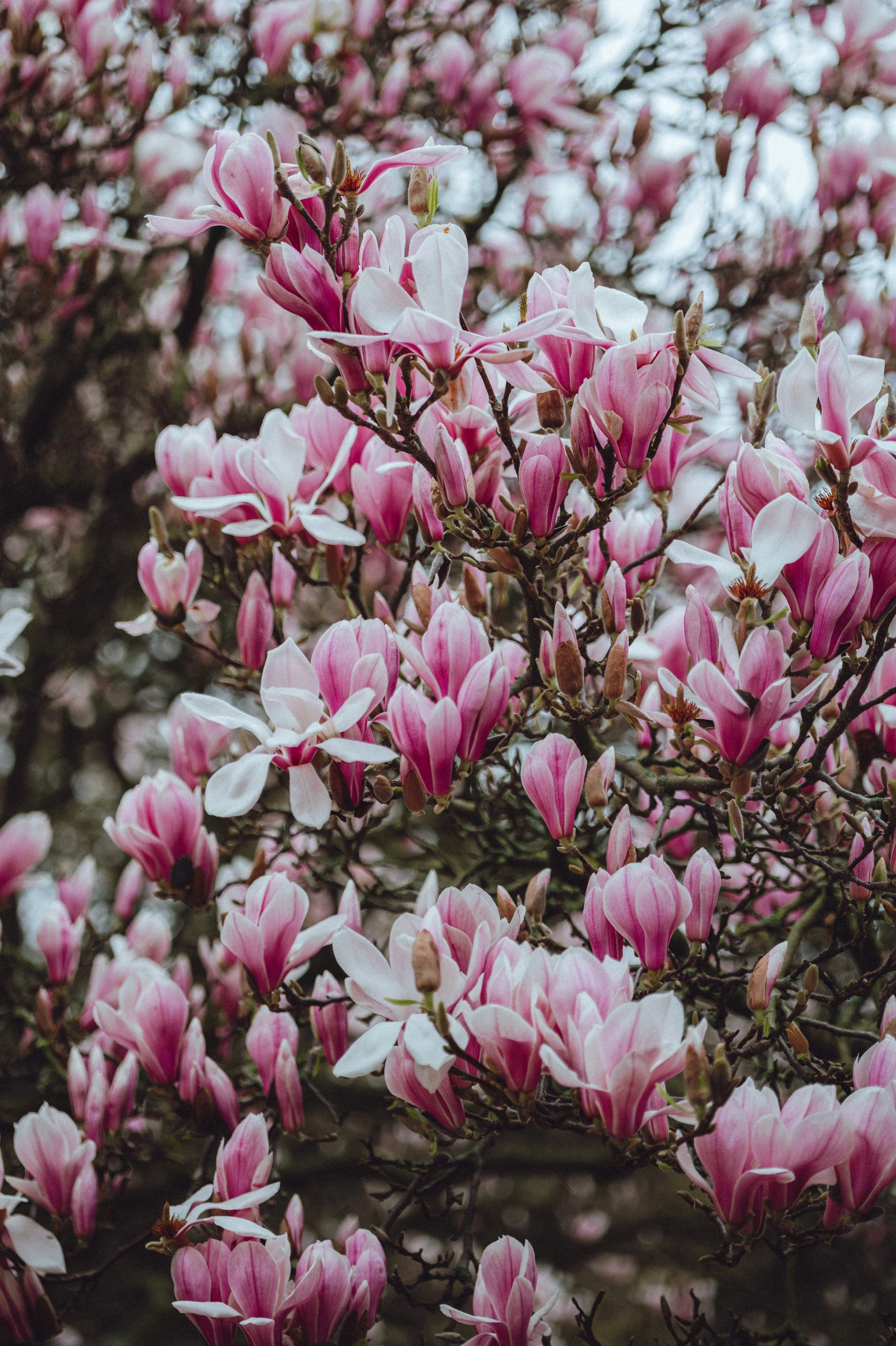 Spring Blossom-8.jpg