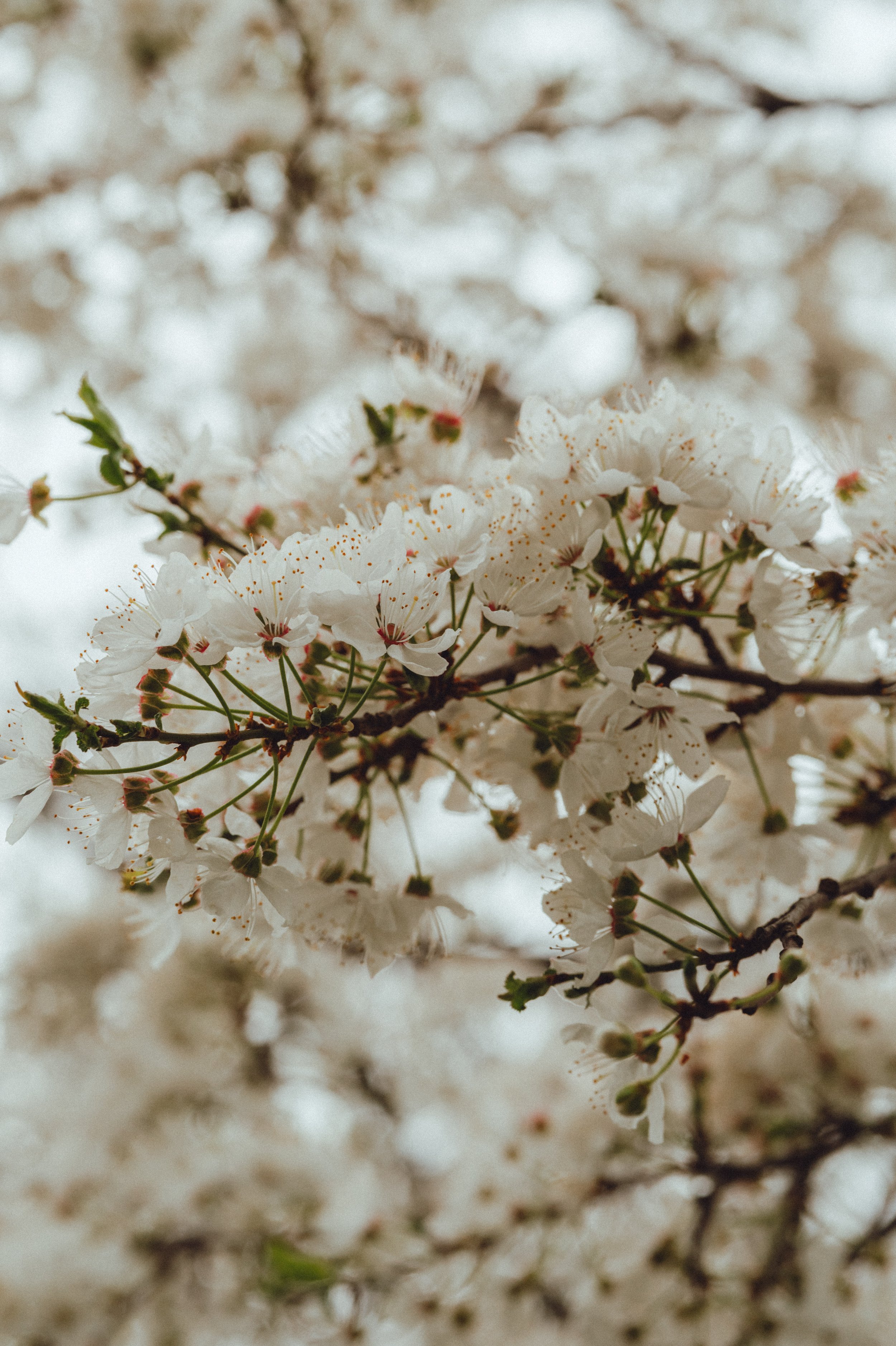 Spring Blossom-3.jpg