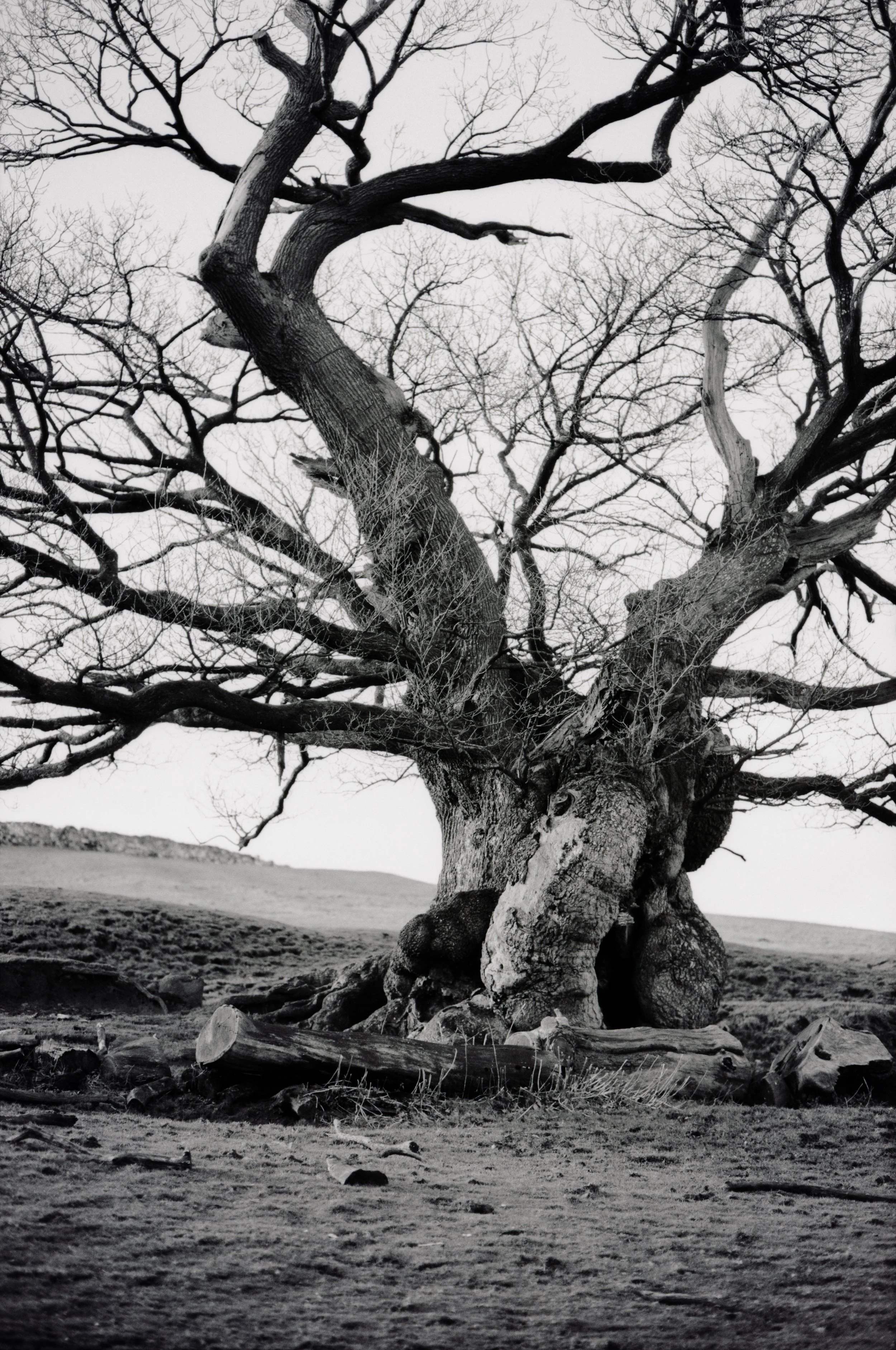 Tree.jpg