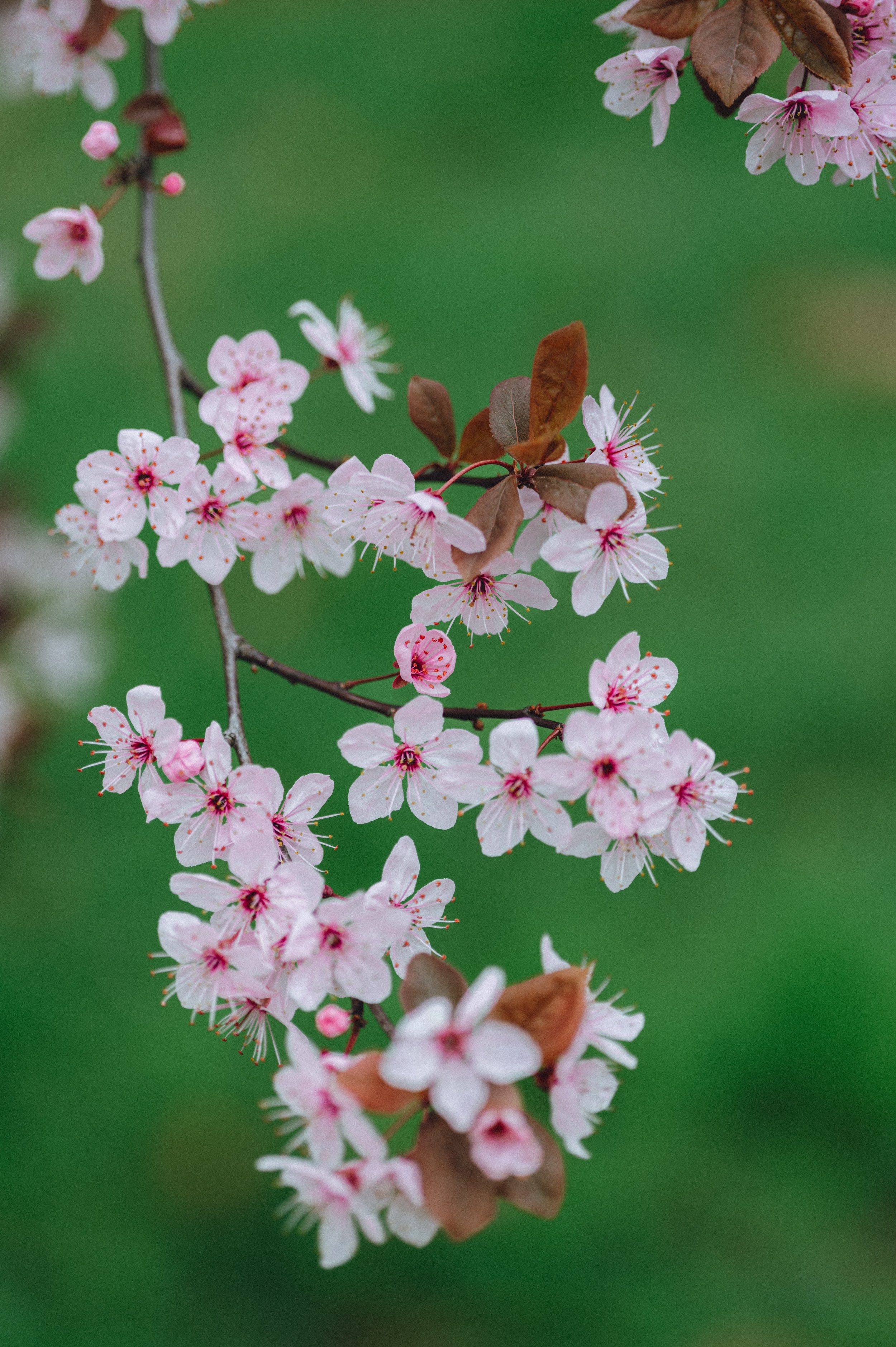 Spring Blossom-12.jpg