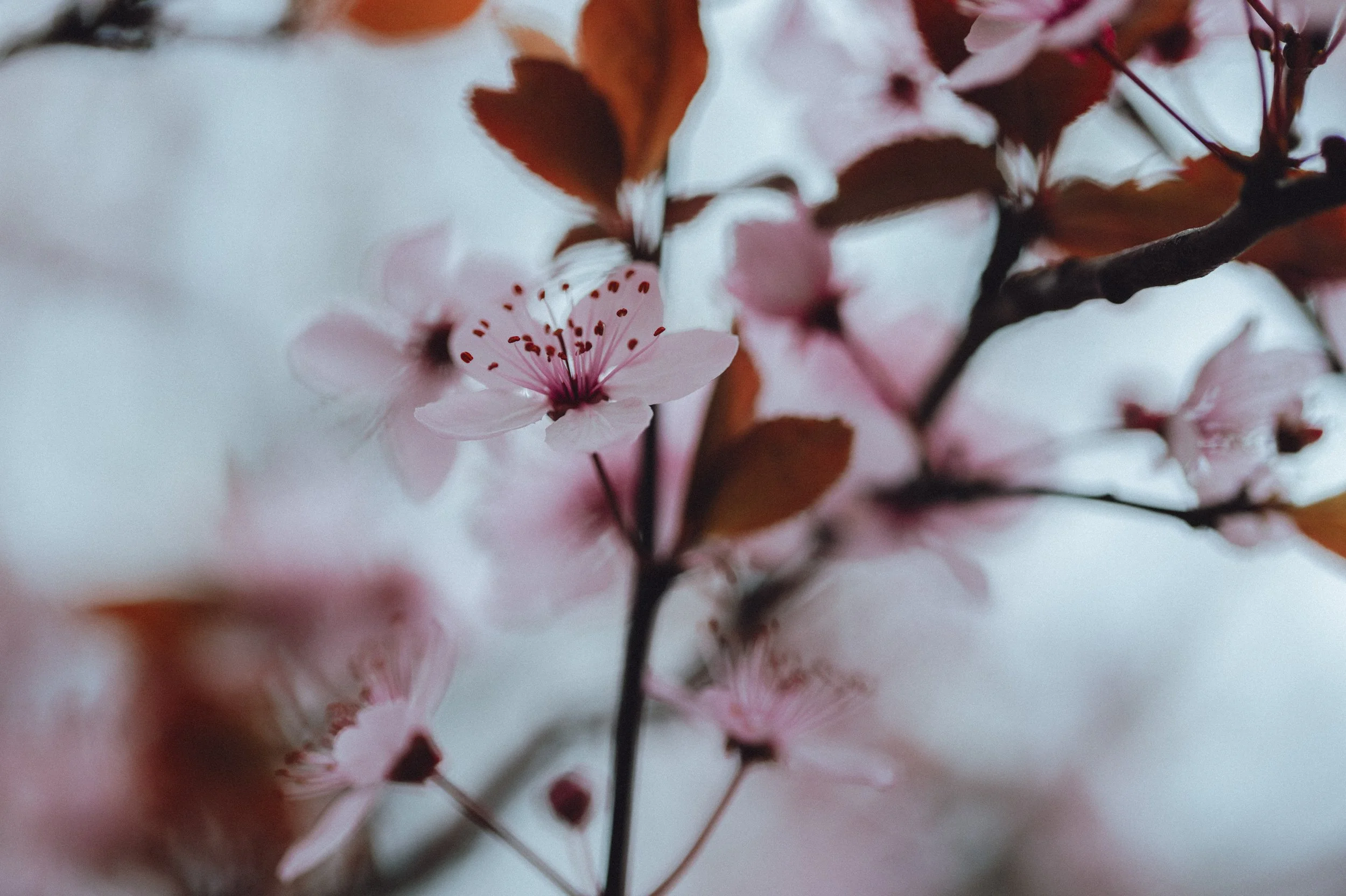 Spring Blossom-13.jpg