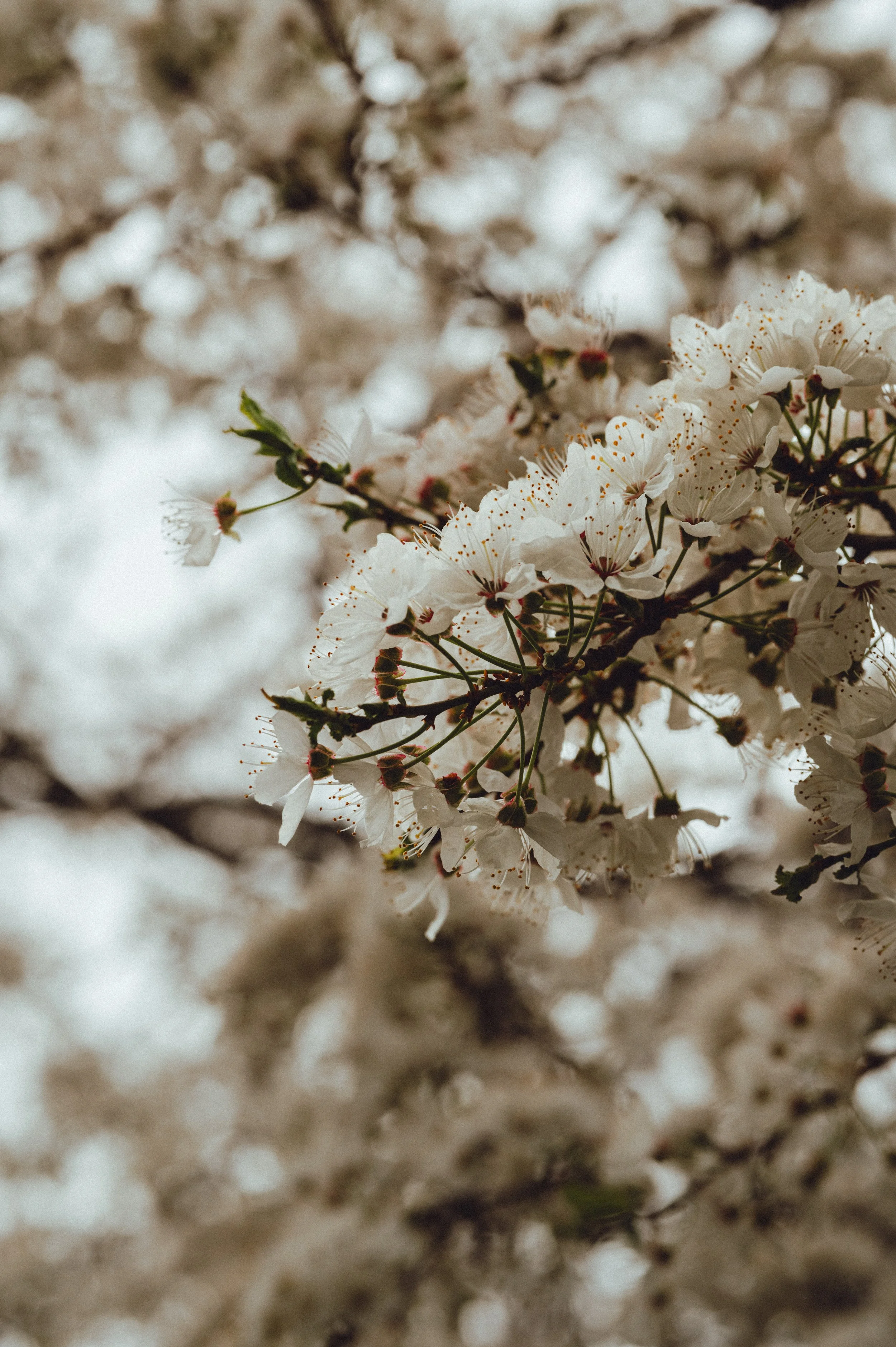 Spring Blossom-2.jpg