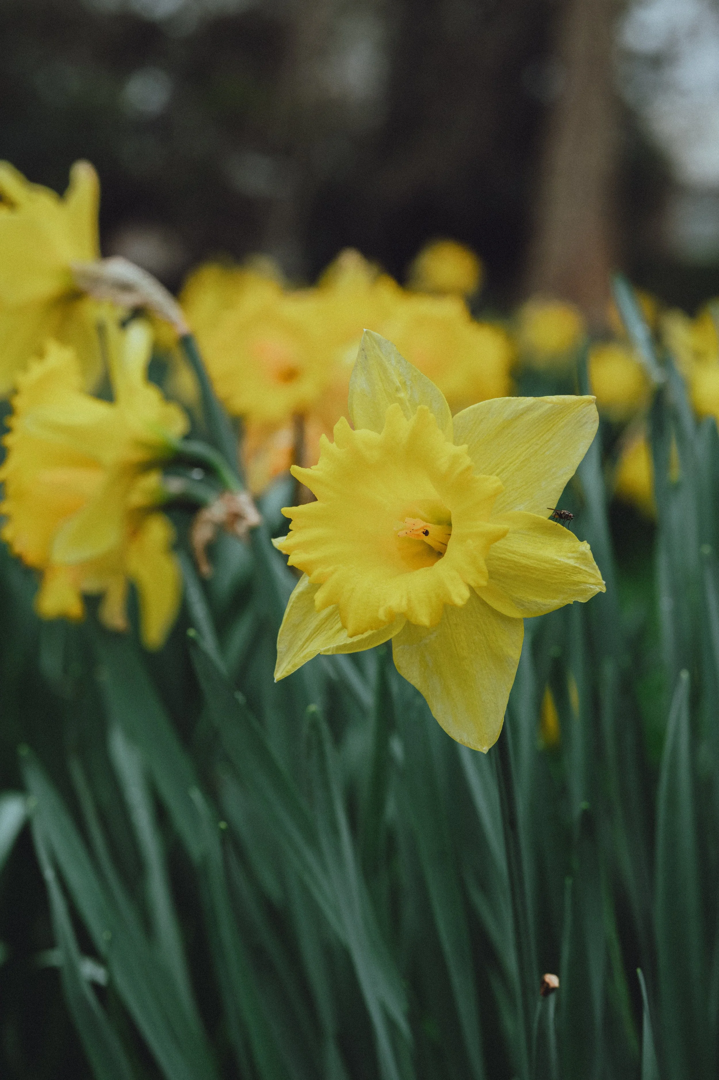 Spring Blossom-5.jpg