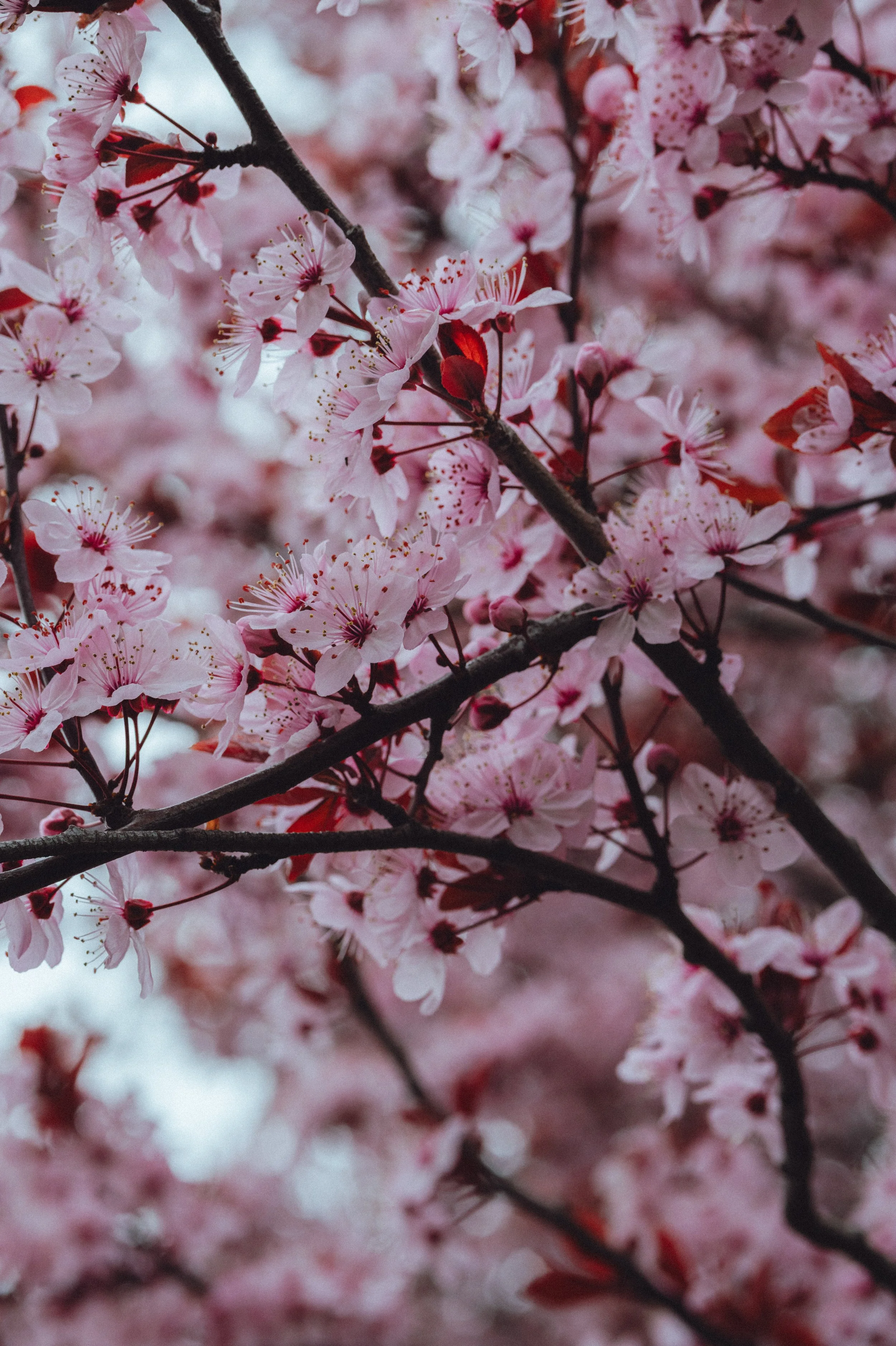 Spring Blossom-10.jpg