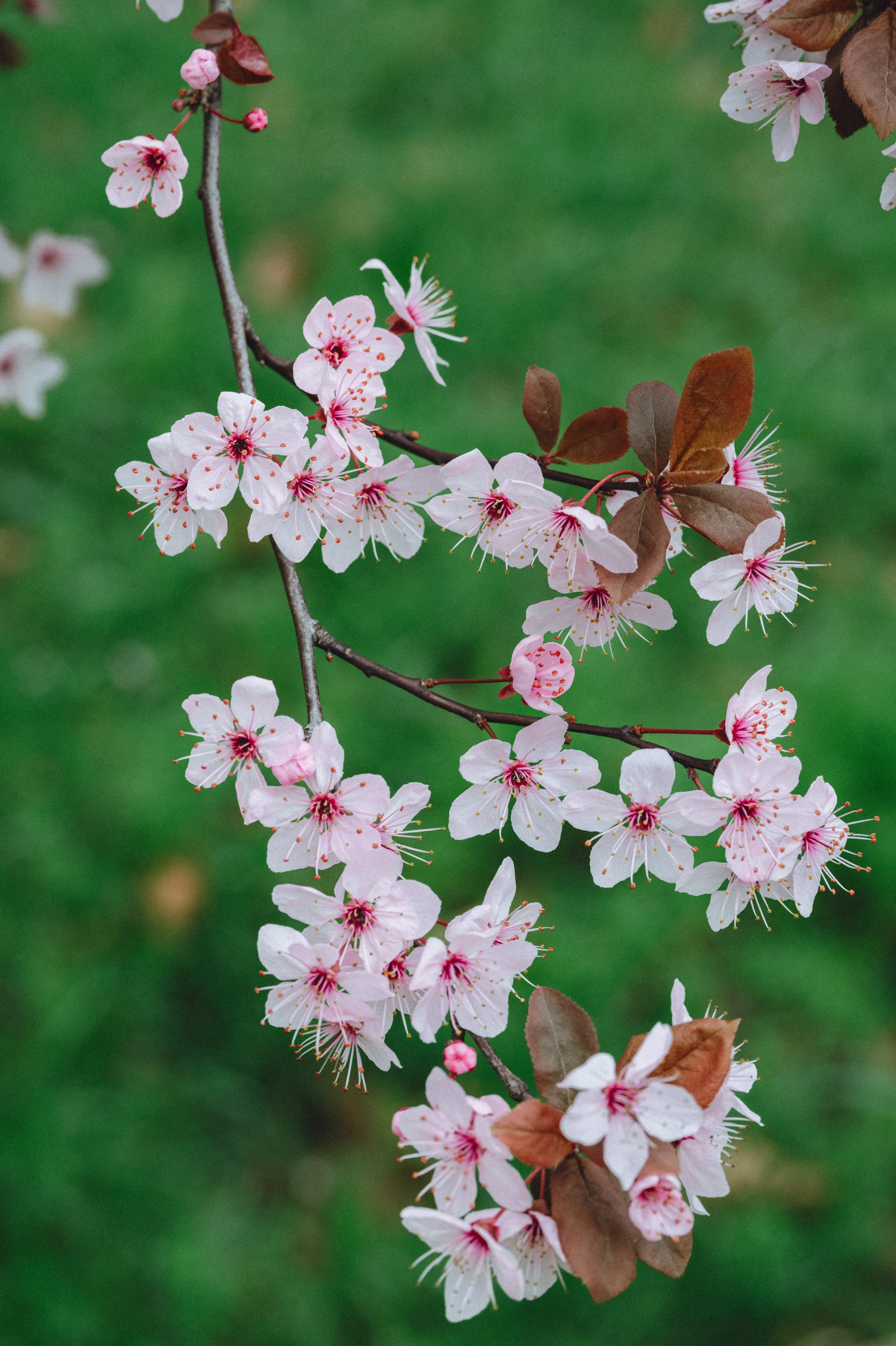 Spring Blossom-11.jpg