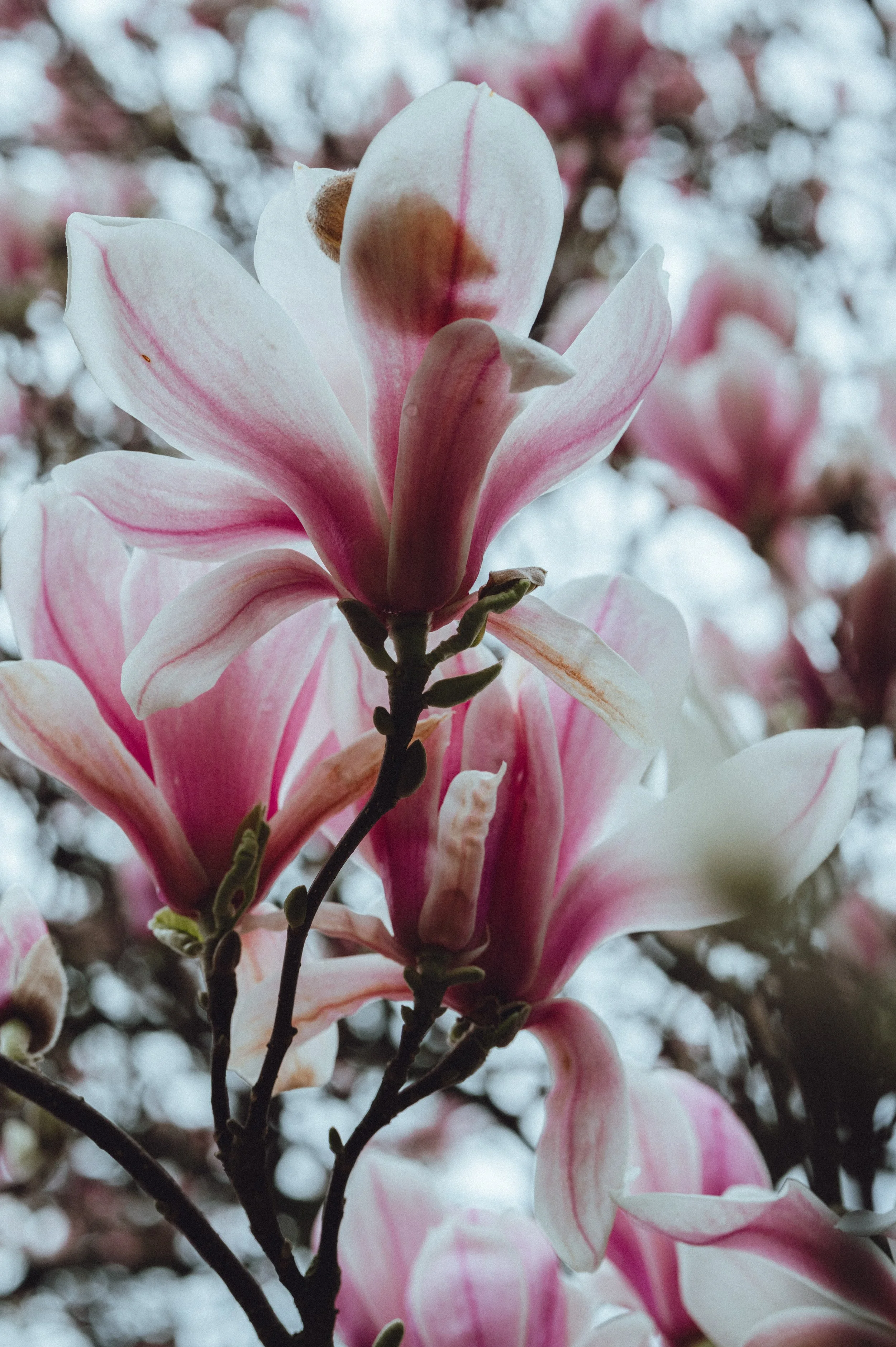 Spring Blossom-6.jpg