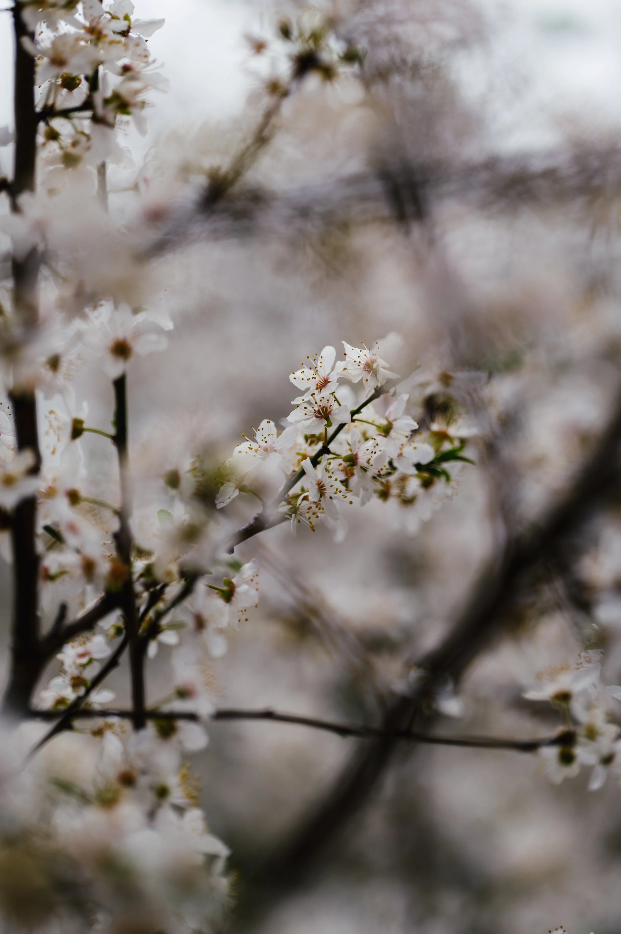 Spring Blossom-14.jpg