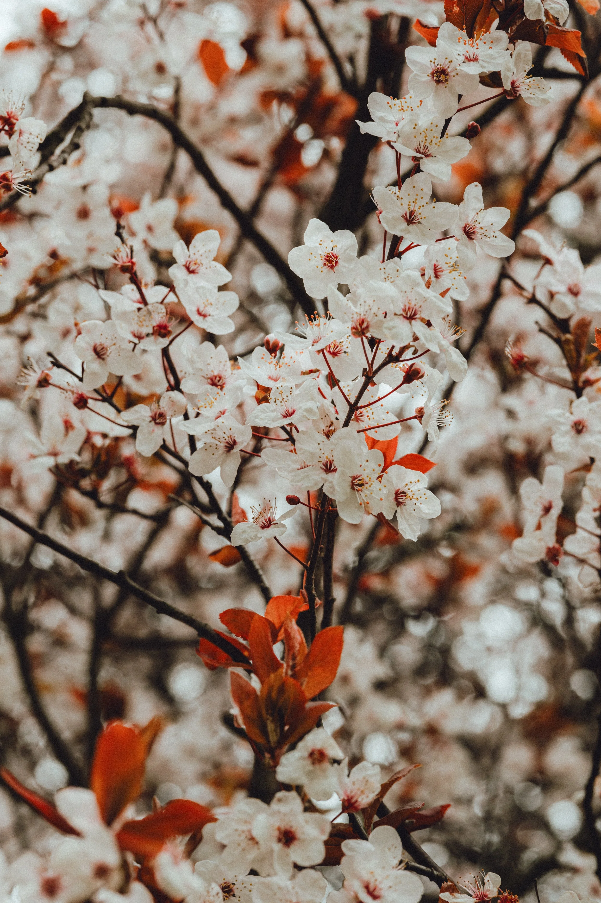 Spring Blossom-9.jpg
