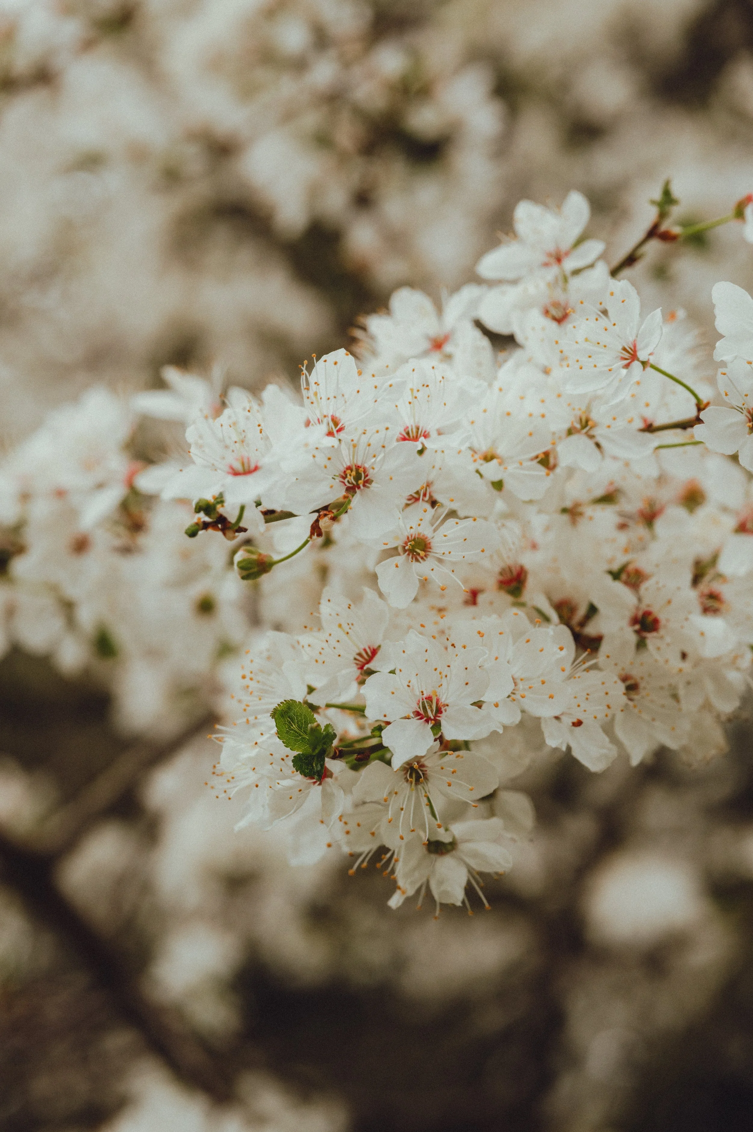 Spring Blossom-4.jpg