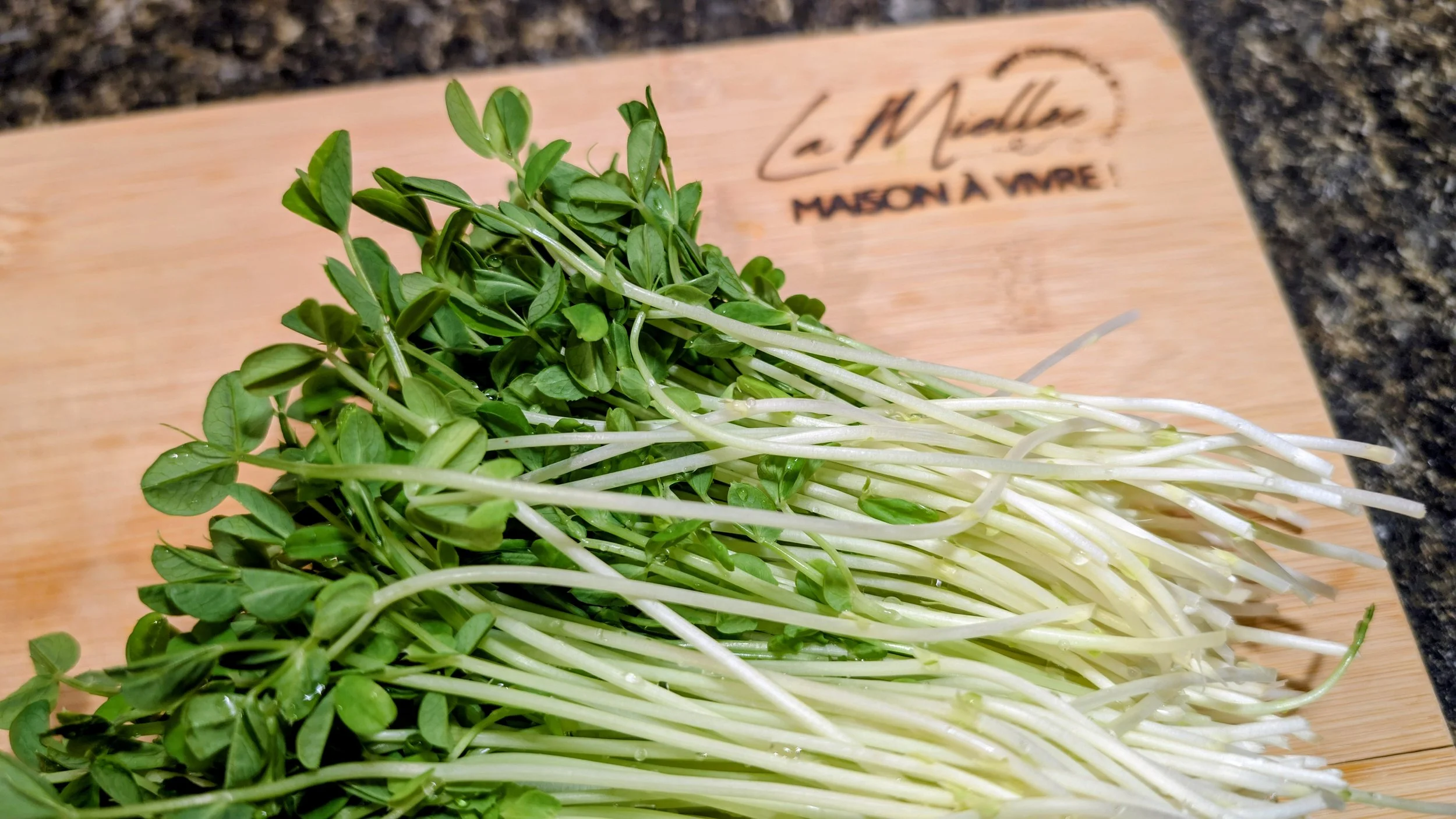 Vue rapprochée des micropousses produites à la maison