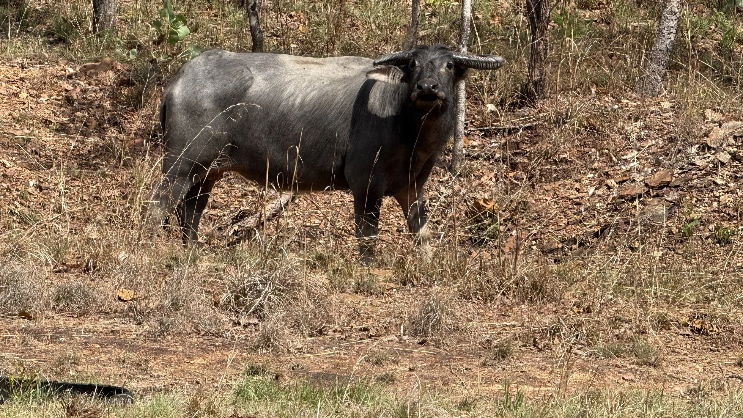 A water buffalo grazing in a dry grassy area with trees in the background.