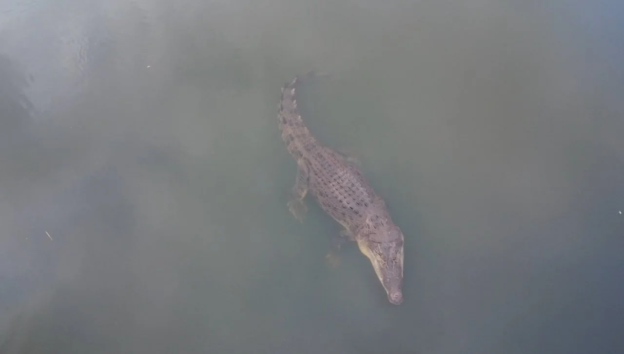 A crocodile swimming in murky water viewed from above.
