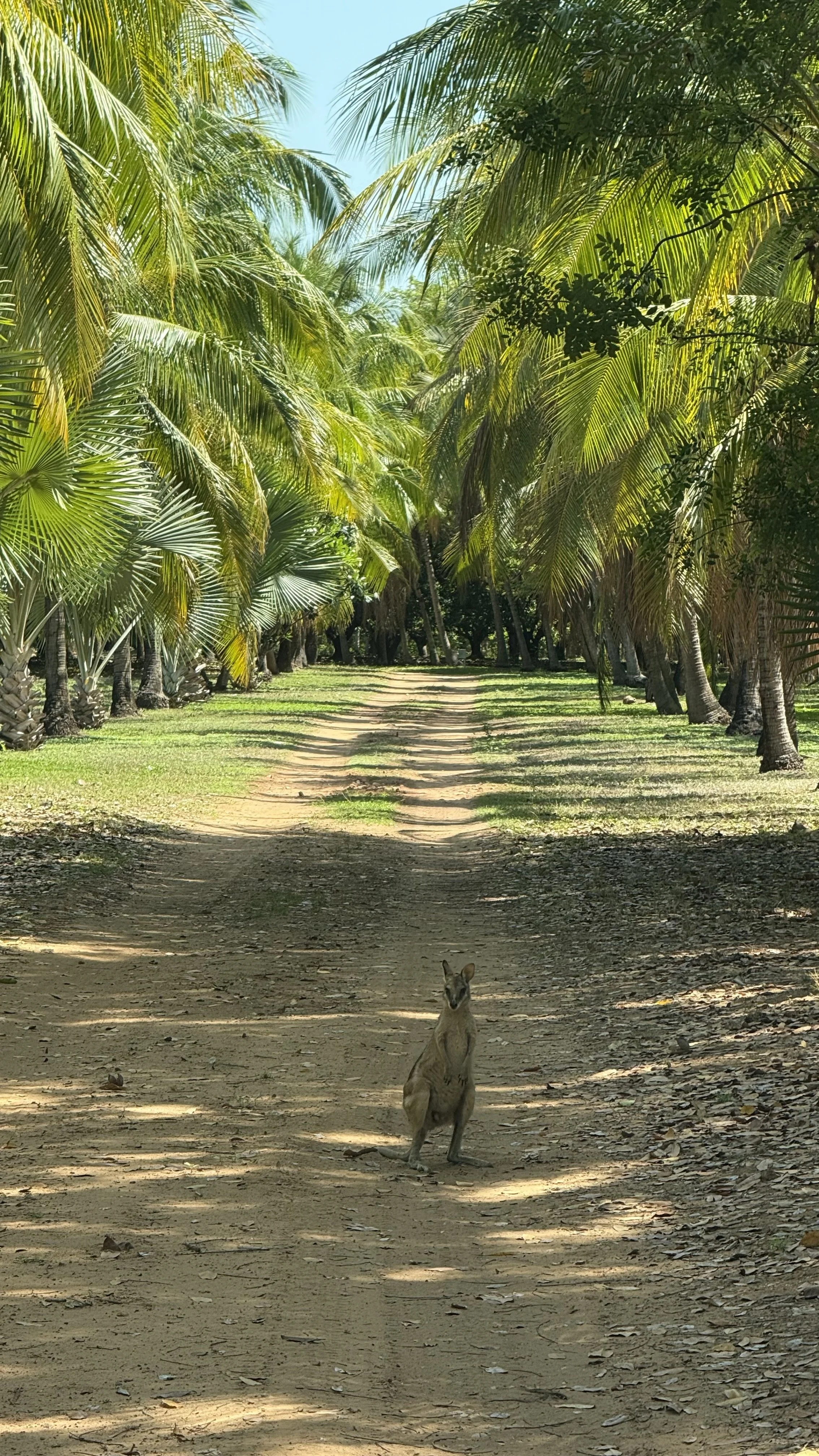 A dirt pathway through a lush tropical forest with palm trees on both sides. A kangaroo is standing on the path in the foreground.