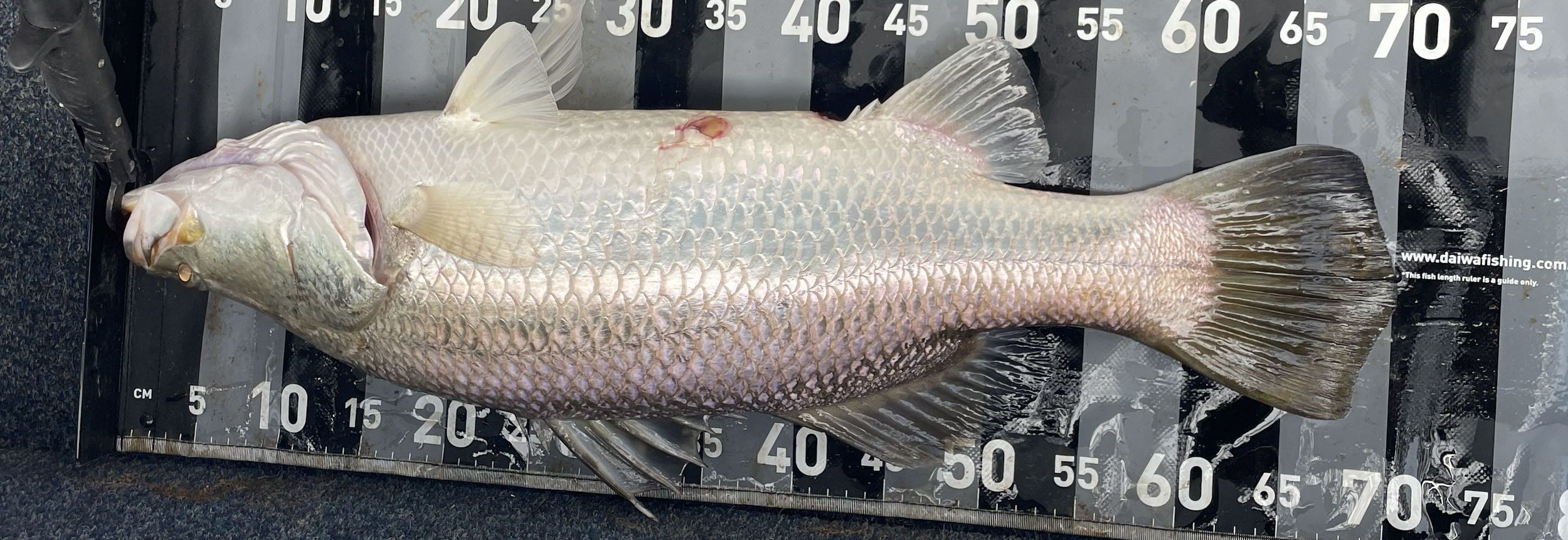 A good-sized Barramundi fish.