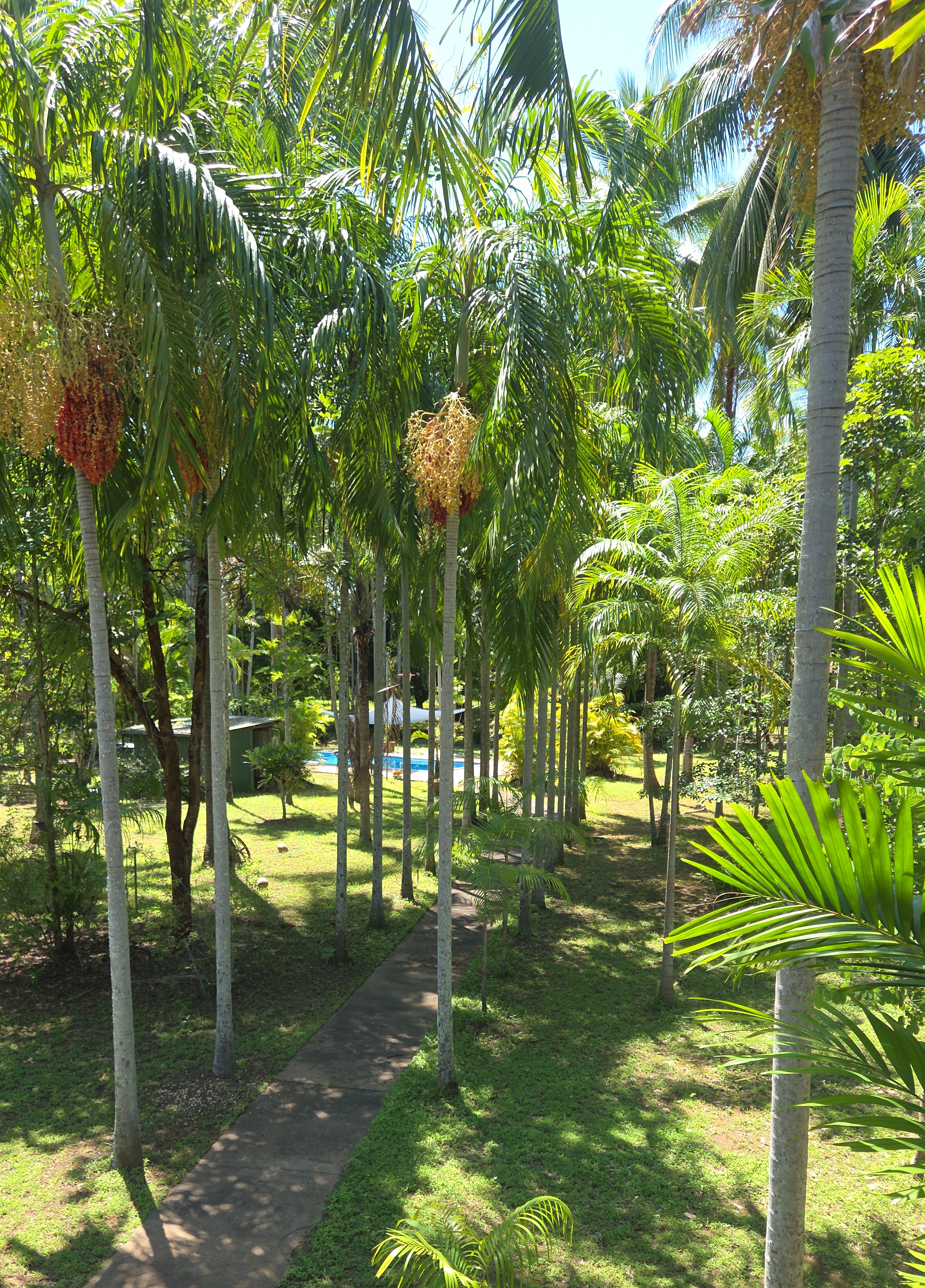 A tropical garden with tall palm trees, a paved pathway, green grass, and sunlight filtering through the foliage.