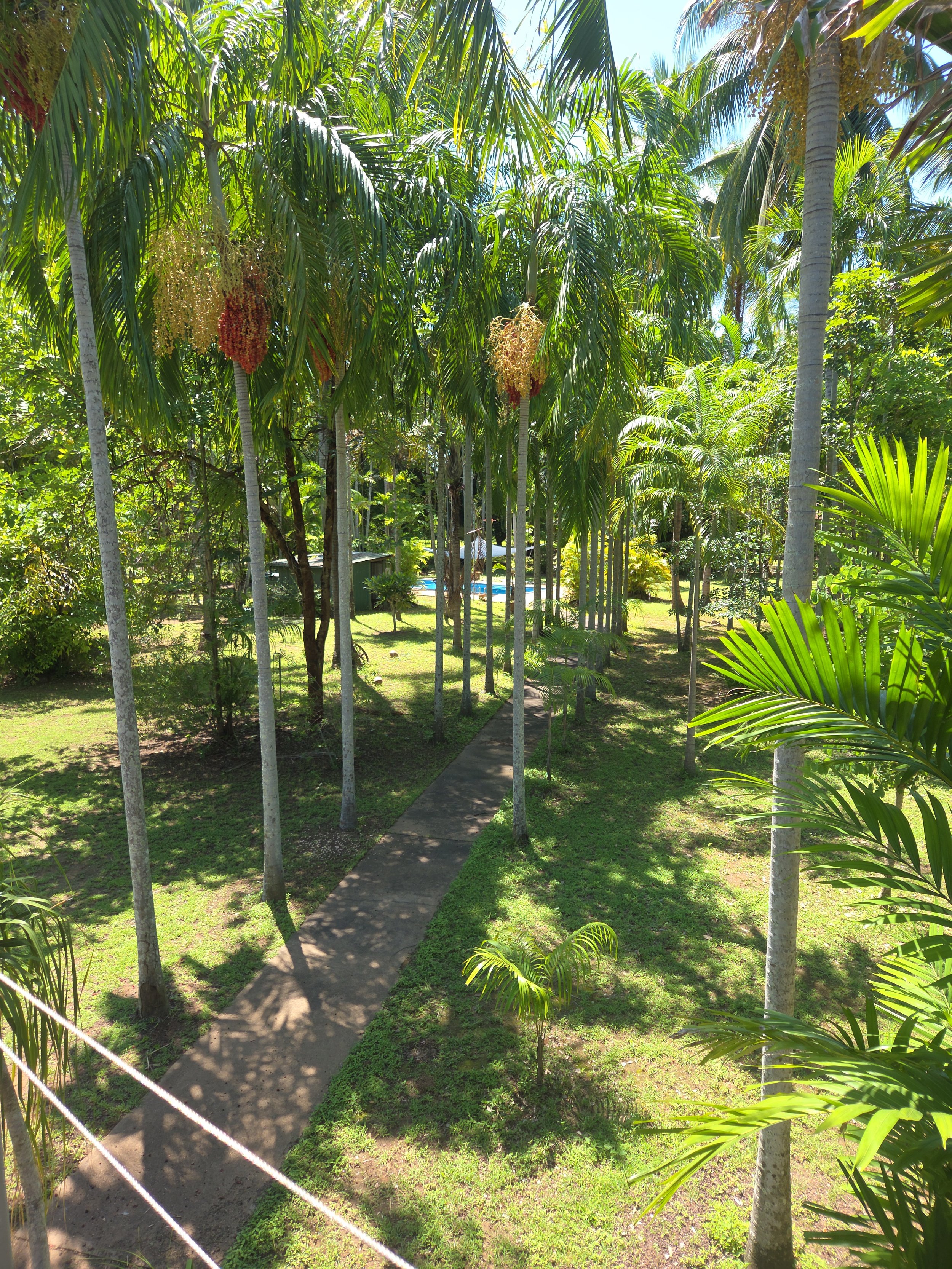 A tropical garden with tall palm trees lining a concrete pathway. The garden has lush green grass and smaller tropical plants. In the background, there is a glimpse of a swimming pool and some structures, under a clear blue sky.