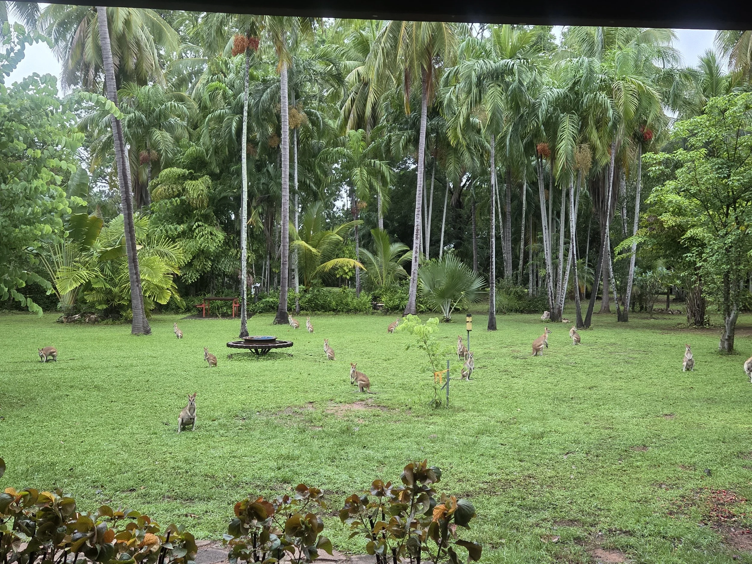 A lush tropical garden with tall palm trees and green foliage, featuring several kangaroos scattered across the grassy area.
