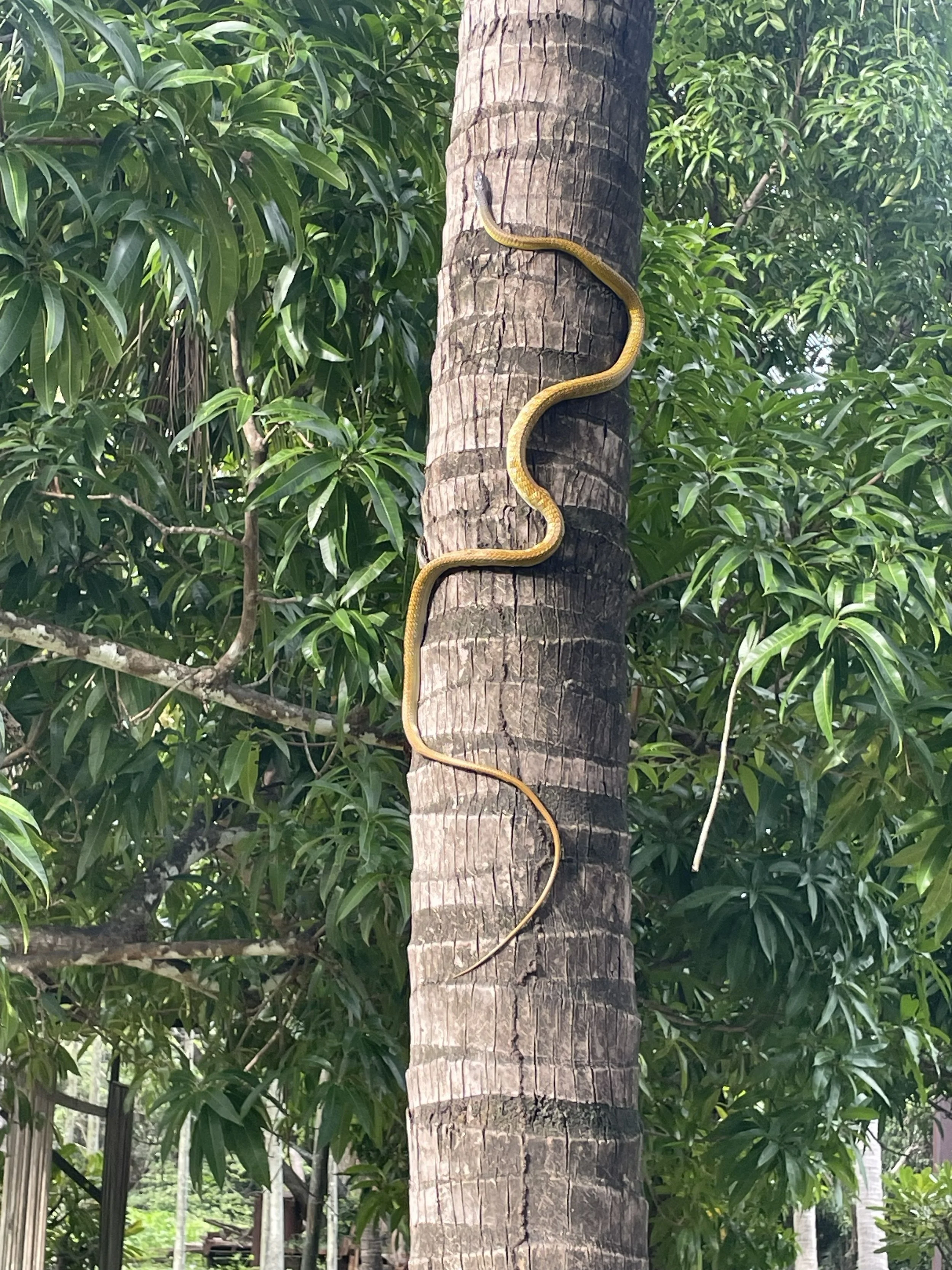 Tree python climbing a palm tree trunk surrounded by green leaves.