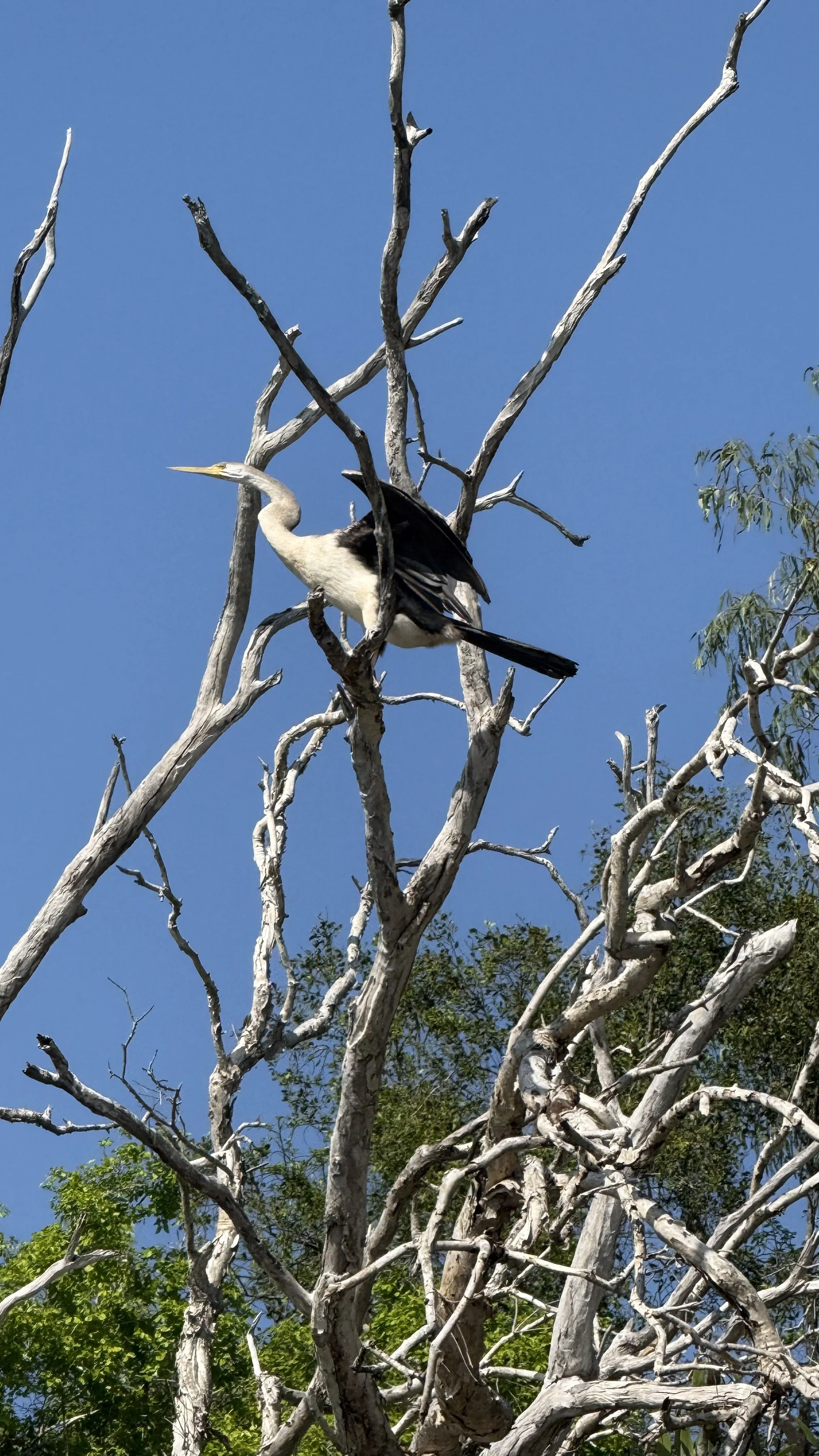 A heron perched on a dead, leafless tree against a clear blue sky.