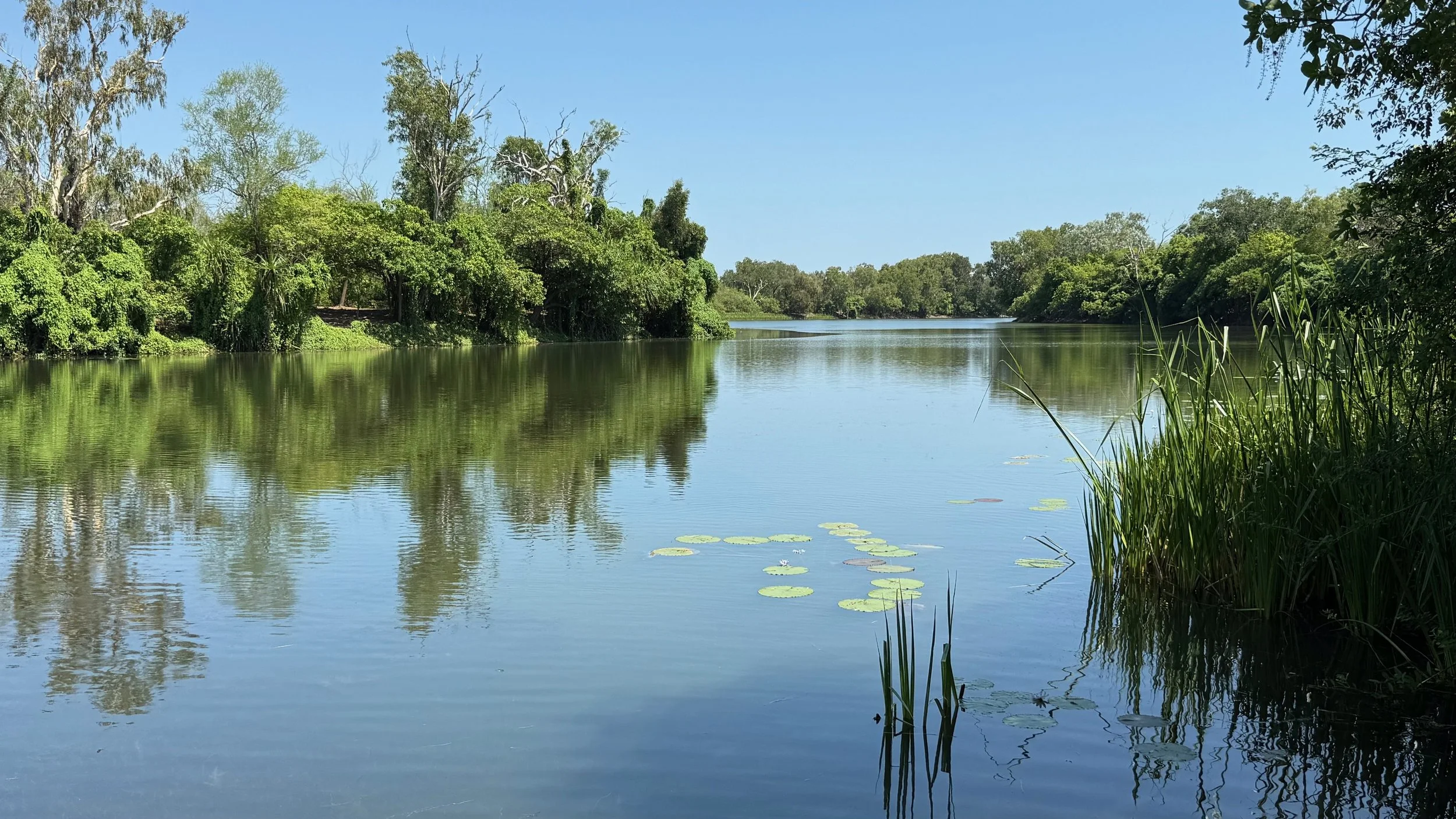 A peaceful billabong surrounded by lush green trees with lily pads on the water and tall grasses at the water's edge under a clear blue sky.