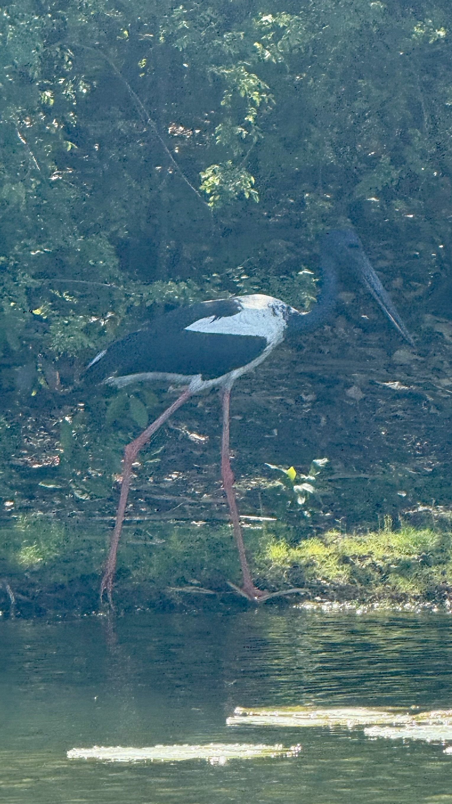A black-necked stork on the banks of the Yarra Billabong.