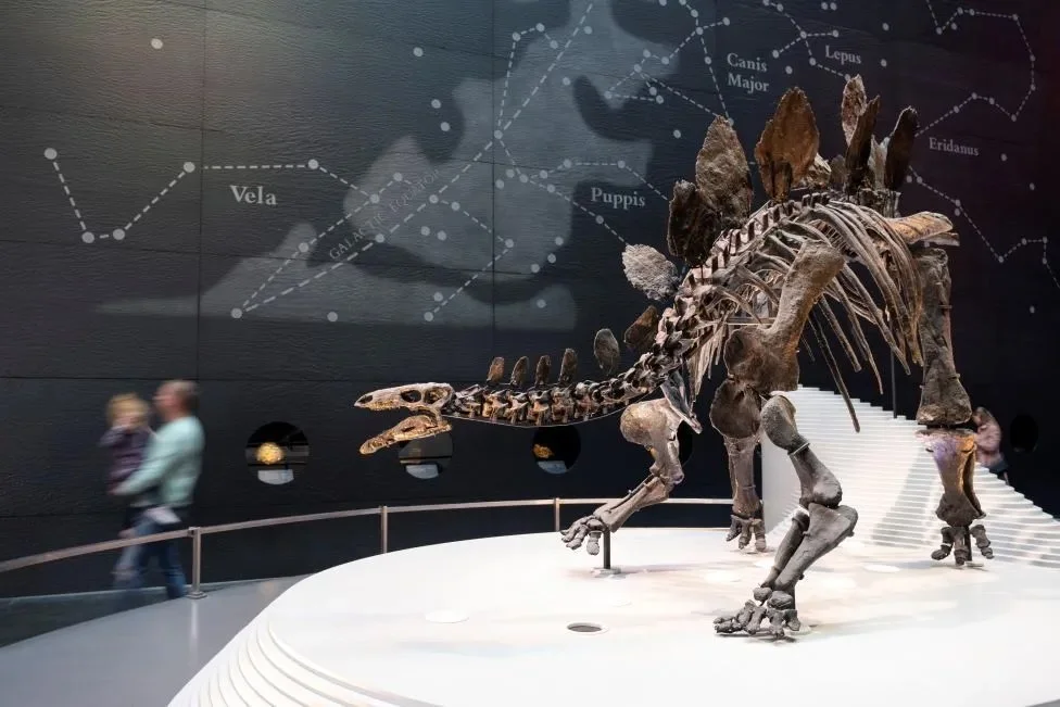Stegosaurus fossil skeleton with slate panel backdrop