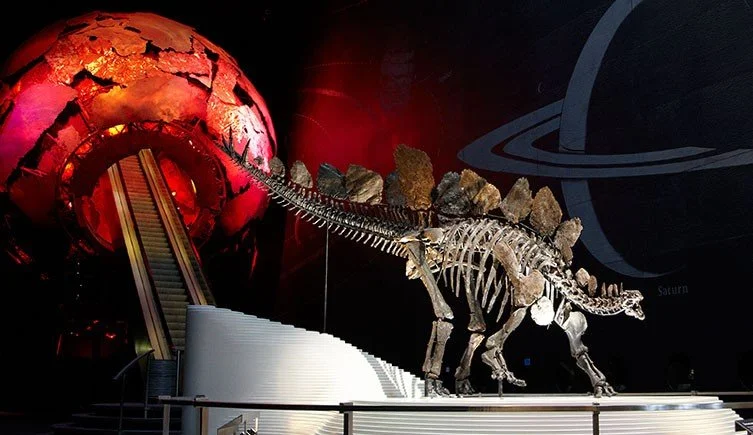Exhibit of a dinosaur skeleton, a species of herbivore known as Stegosaurus, displayed in the Atrium with the CNC- engraved slate walls in the background.