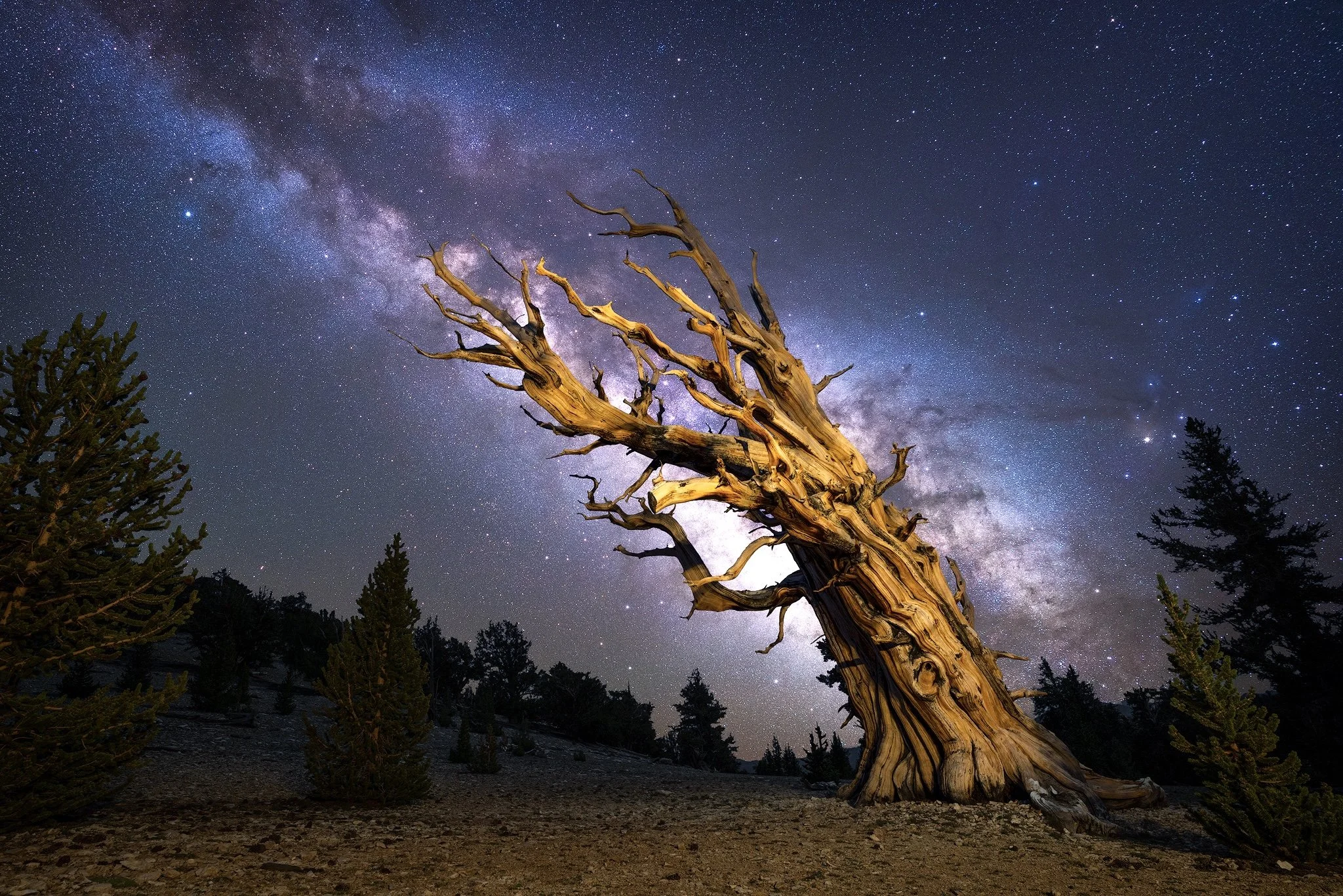 Ancient_Bristlecone_LS_MW_WS.jpg