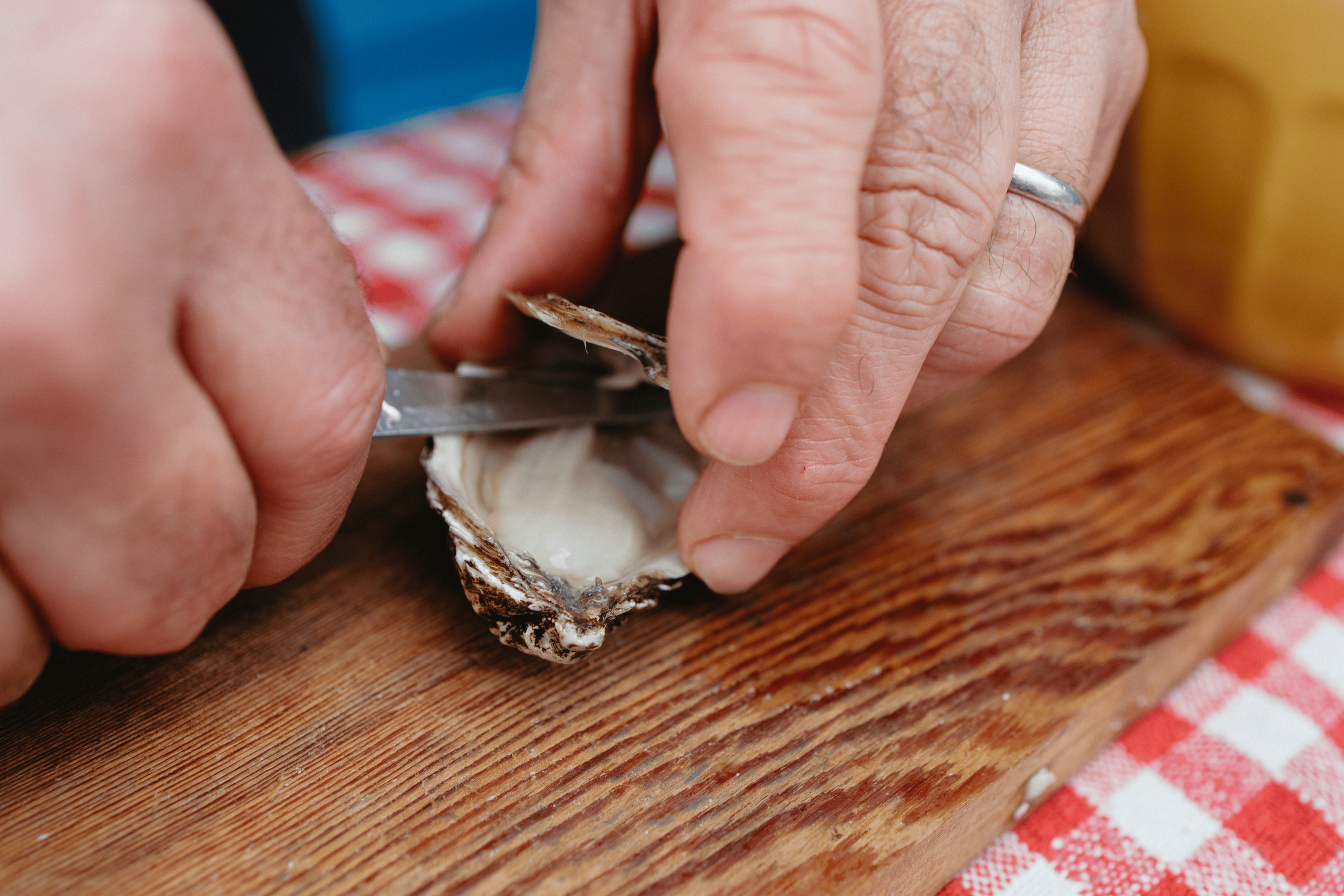 oysters.png