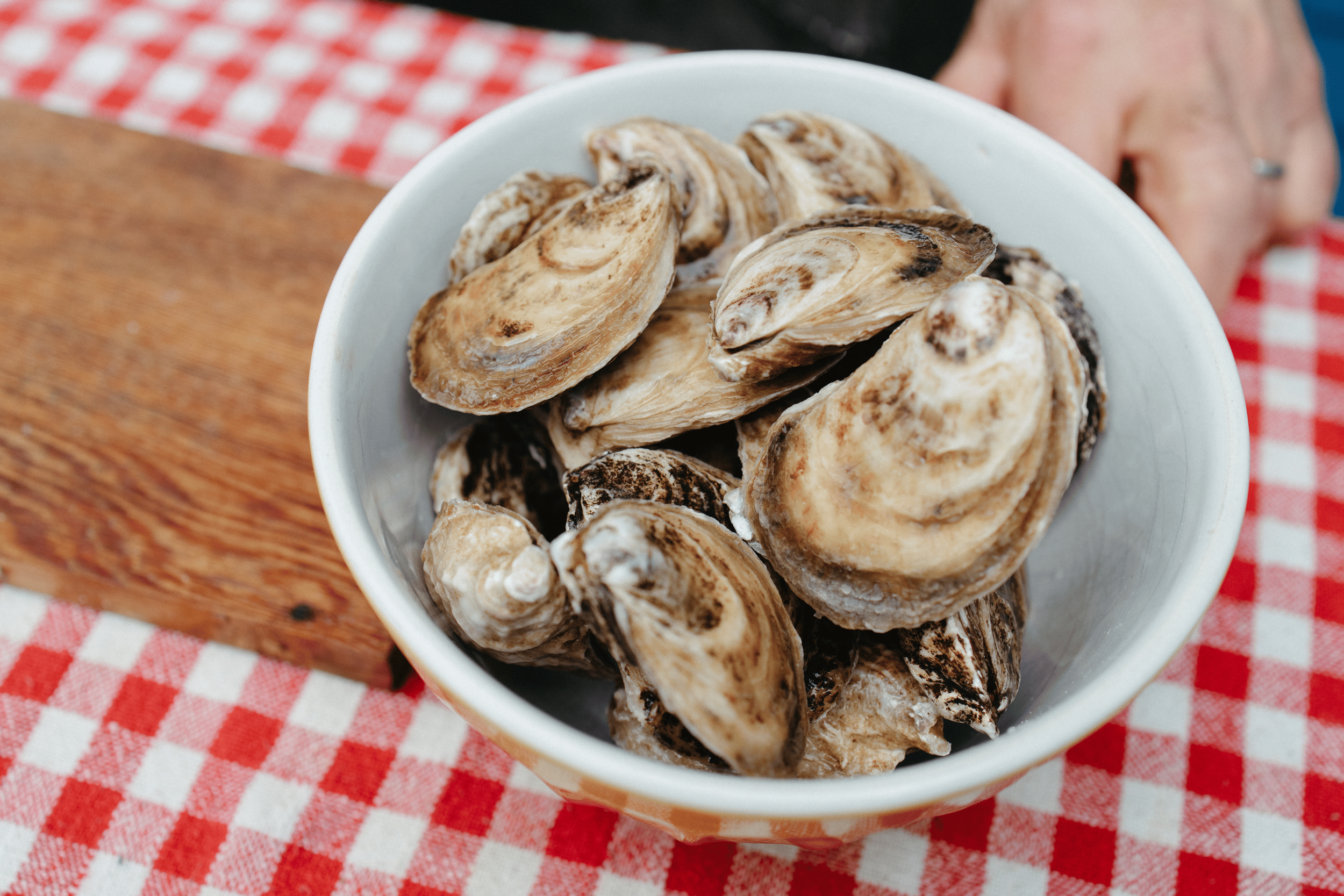 oysters.png