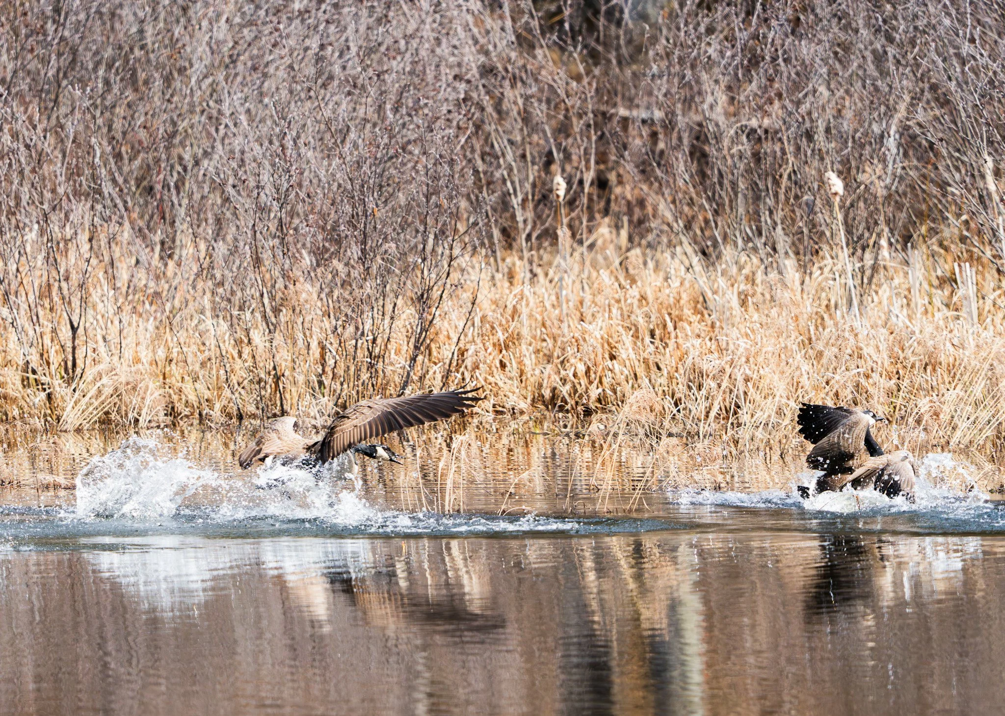 Two wild geese landing on a body of water, surrounded by dry grass and bushes.
