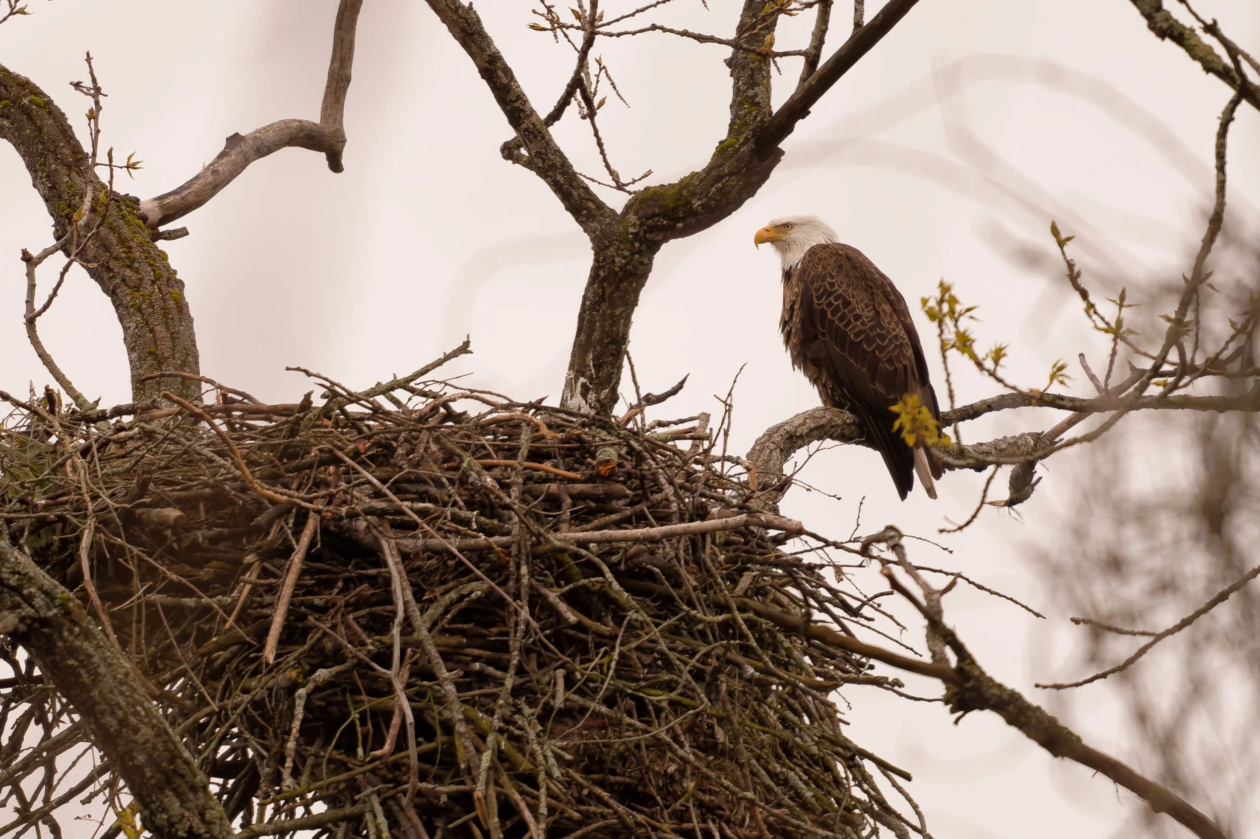 A bald eagle perched on a branch in the fog watching over her nest