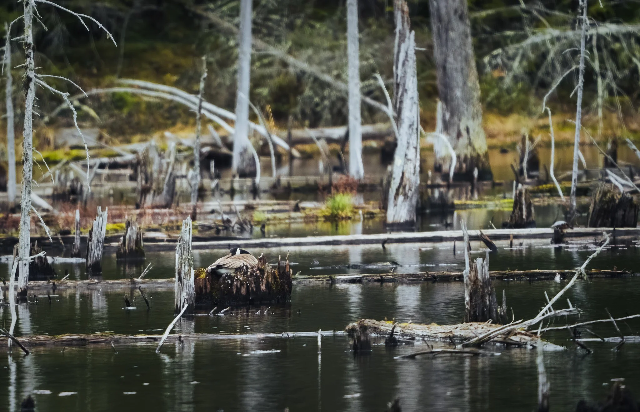 A canada goose sleeping in a tree stump in a wetland