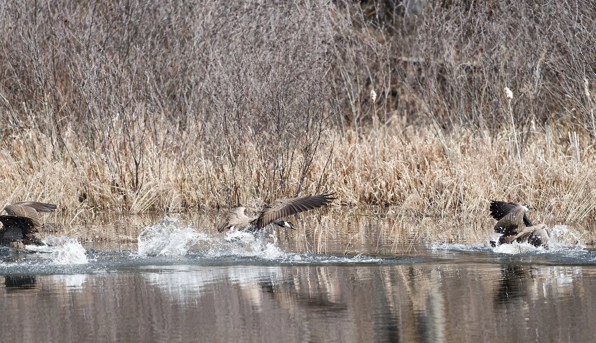 DSC00897_Nik_DxO.jpg