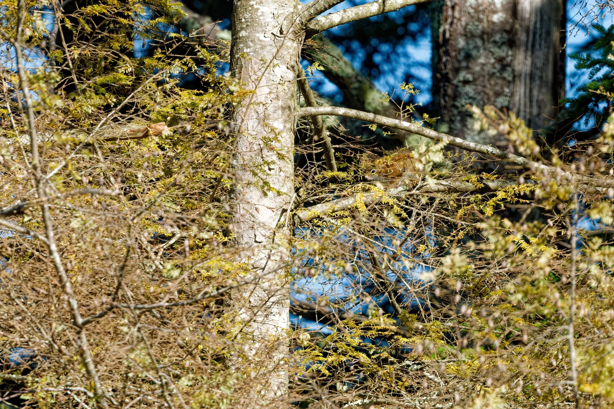 DSC03784-DxO_DeepPRIME XD3_Nik_vchiu_DxO.jpg