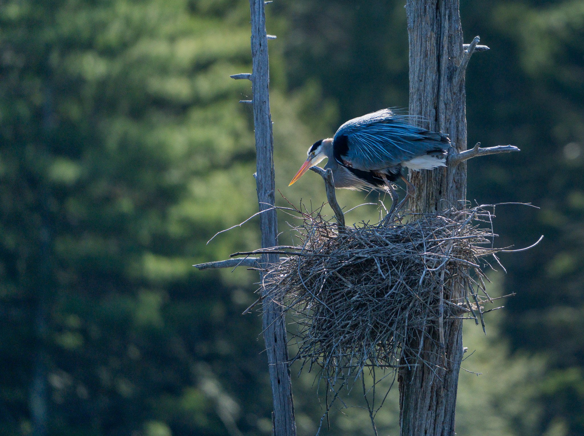 A heron in her nest