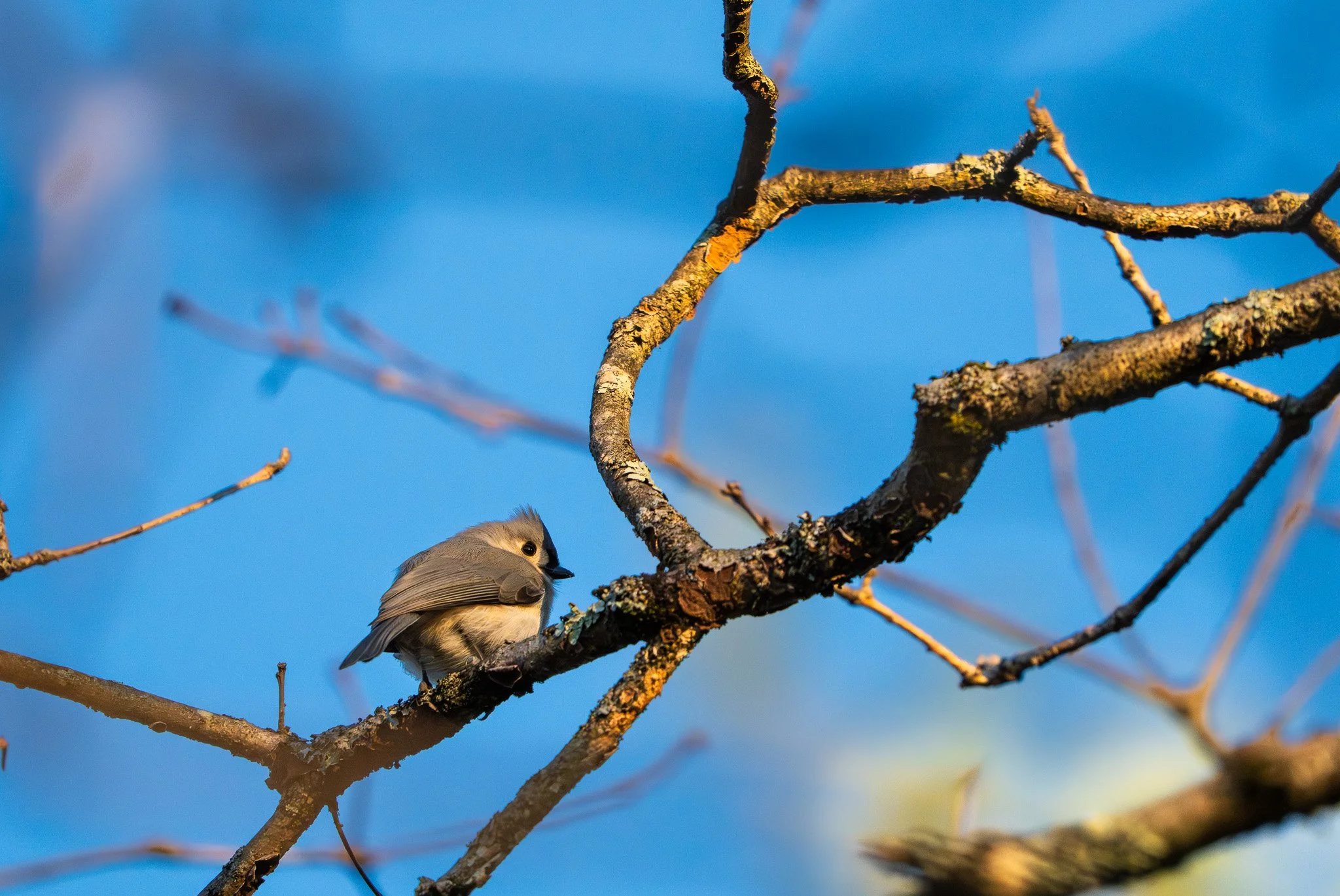 A tufted titmouse with gray and blue feathers perched on a tree branch with a blue sky background.