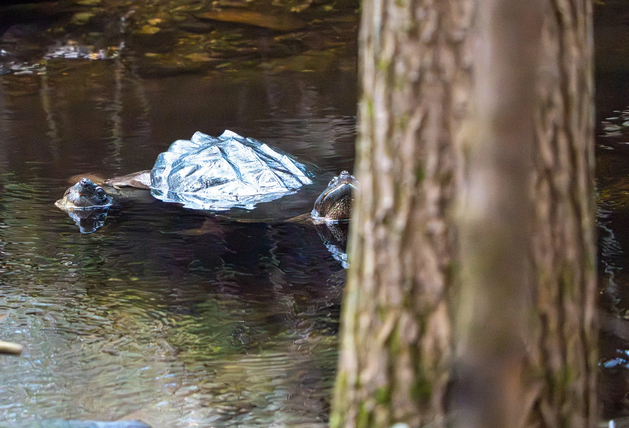 Two snapping turtles mating in dark water 