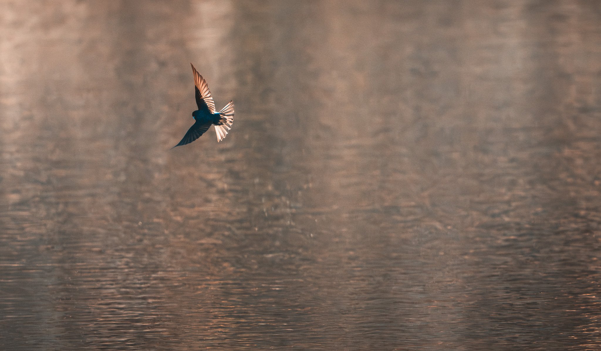 A small blue bird flying over a body of water at sunset.