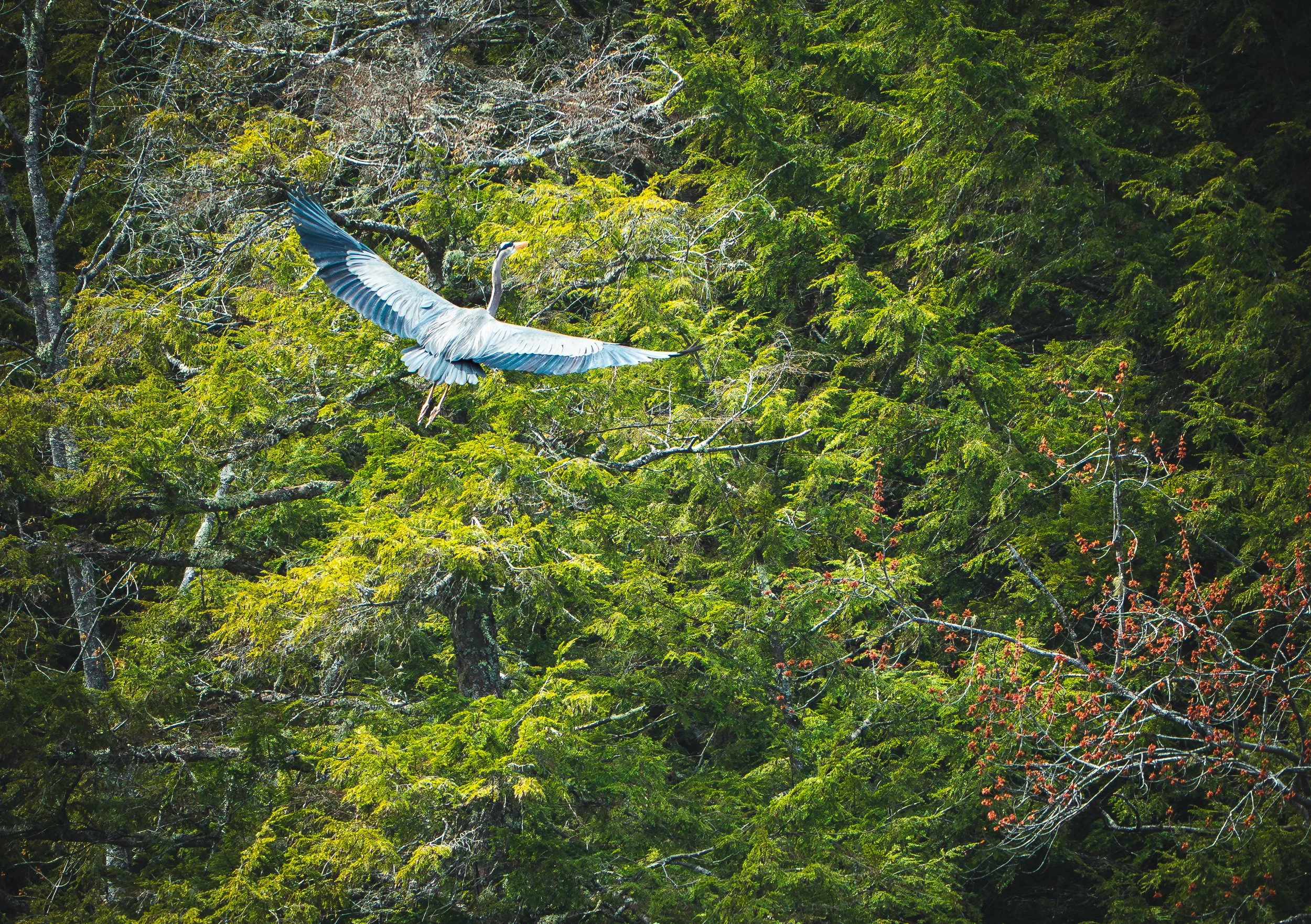 A heron flying through a dense green forest, with trees and branches surrounding it.