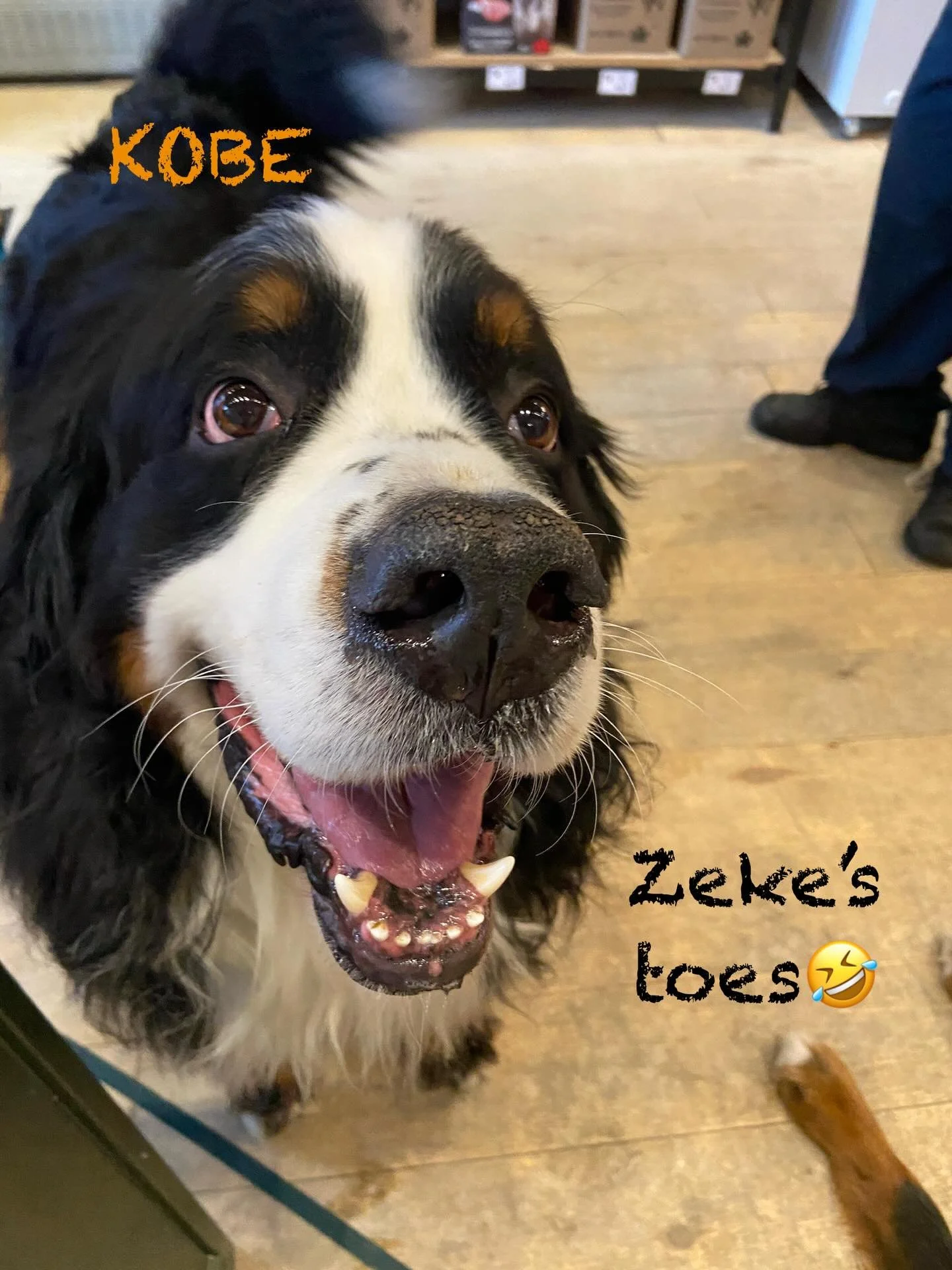 How lucky are we @dukesporthope?😍
Our furiends have been stocking up and spreading some love🧡
Kobe had recently switched to @nobleraw food and needed to fill his freezer.
Wee Pyper dropped by for his very first visit with us and chose an @artisanfa