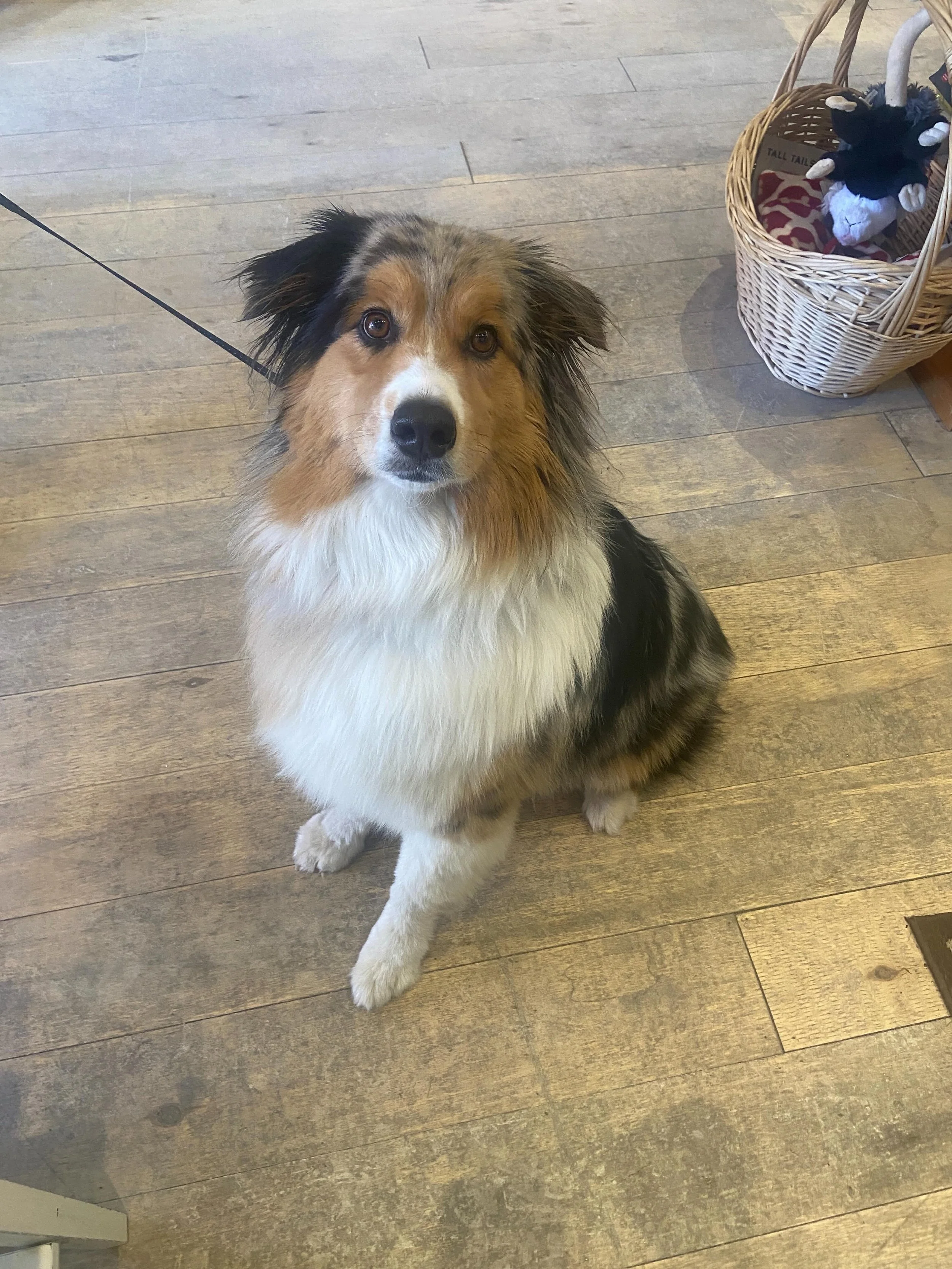 Just a couple of our visitors today🧡🐾
Lucky us!!!
@porthopehbia 
@porthopechamber 
#dogsofporthope
@porthopelove