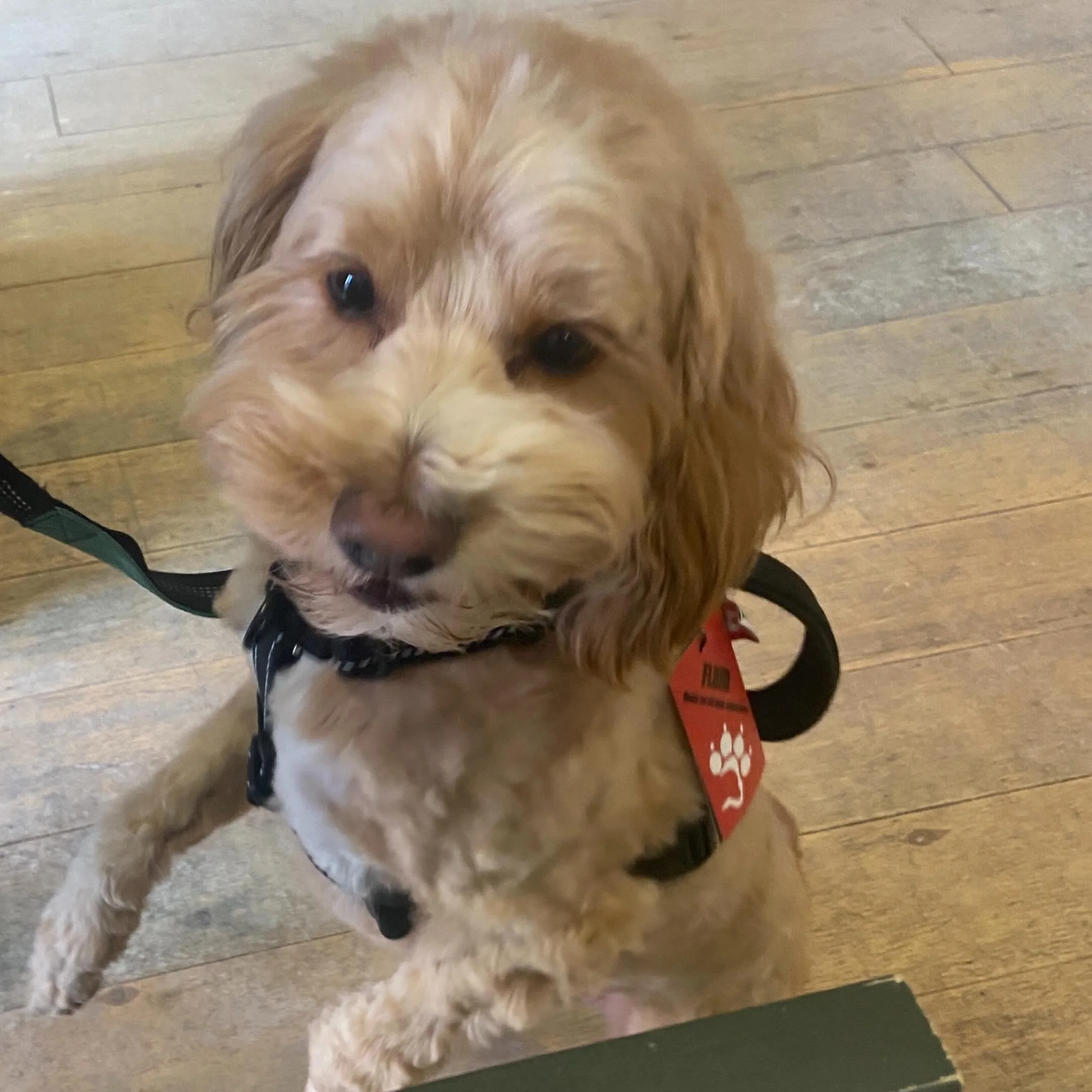 Henri🧡
This handsome wee guy just popped in to get his new @jettajacks fluid motion harness. We love getting your pups properly fitted for safety &amp; fun with this line of quality, Canadian made gear 🇨🇦
Why THIS harness?
It doesn&rsquo;t restric