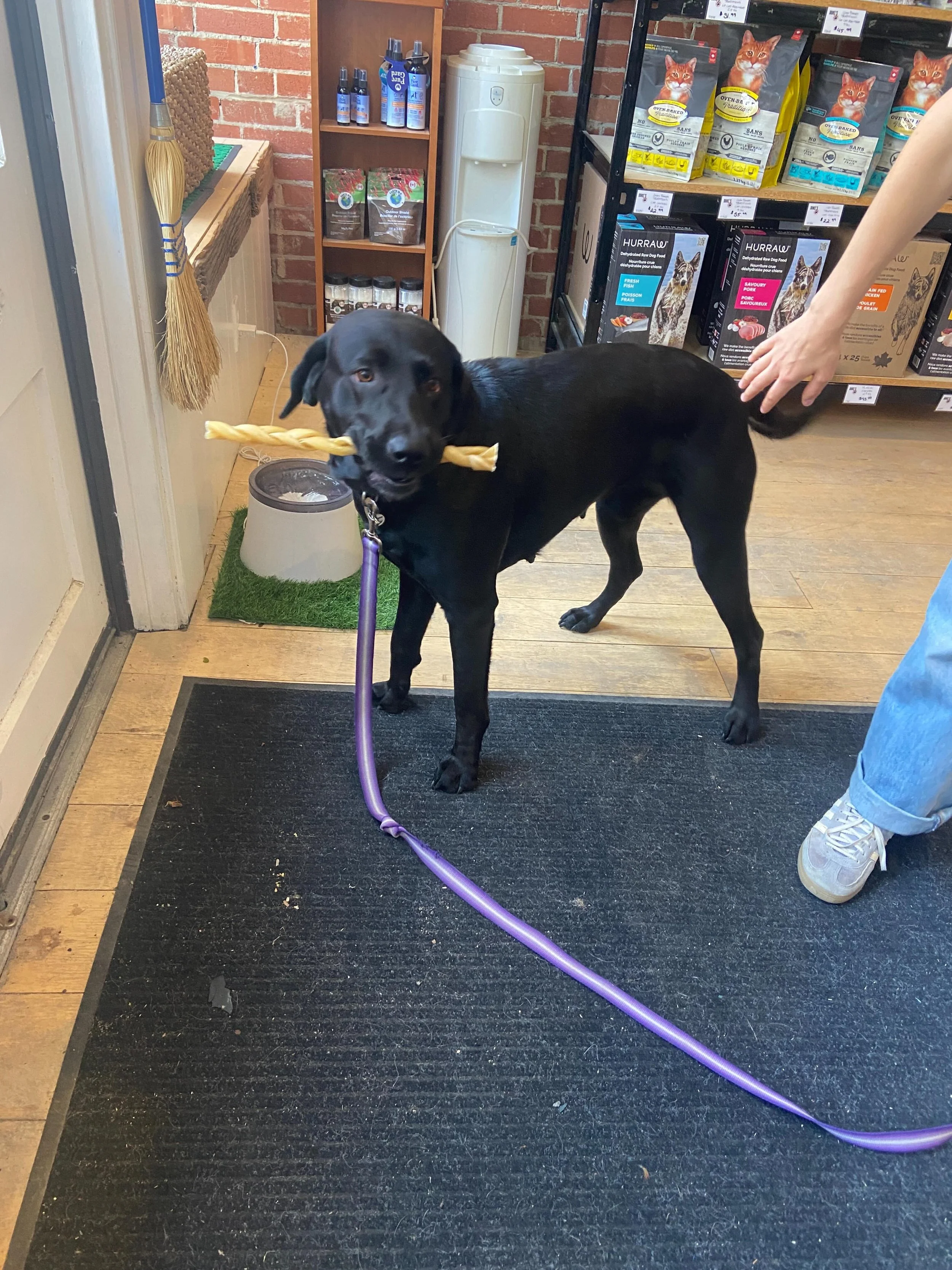 Miss Lyla stopped by for her @naturesowndog braided collagen chew! Can you tell she LOVES these?🤣🖤🐾
Enjoy girlie👅

@thenookrealty 
@porthopehbia 
@porthopechamber
