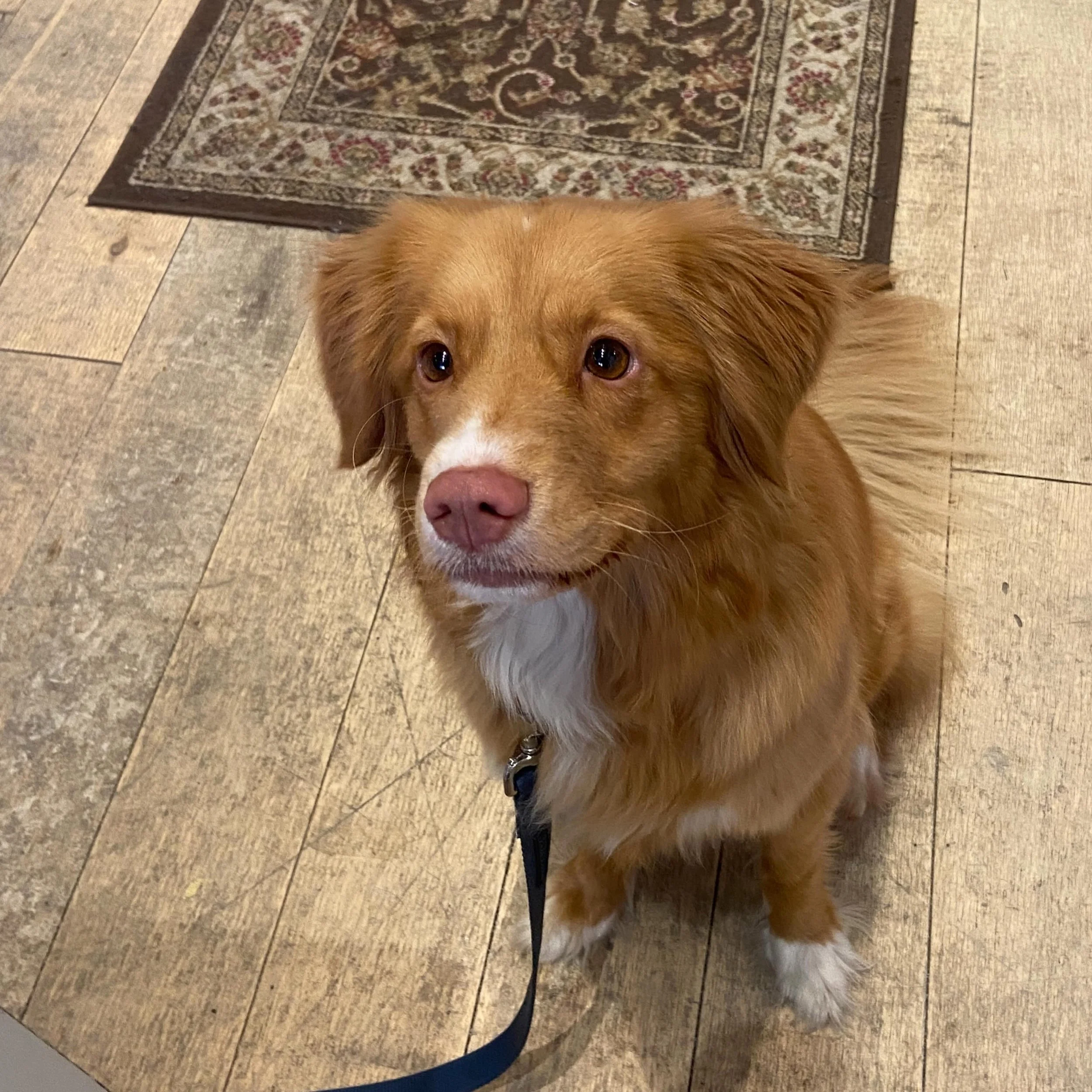 Some furiends who stopped by ( actually they dragged their hoomans in 🤣) @dukesporthope this afternoon🧡🐾

@porthopehbia 
@porthopechamber 
#dogsofporthope