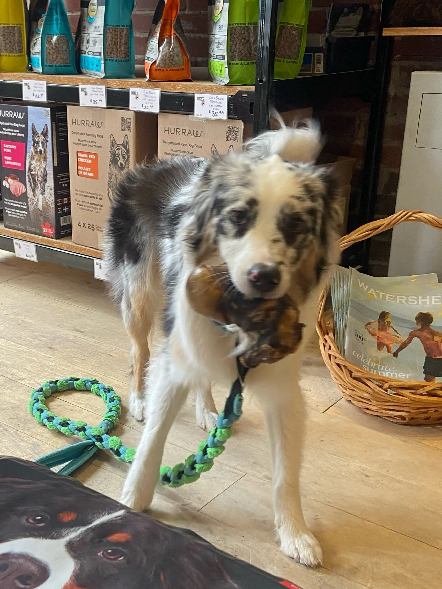 Miss Eon stopped by to choose the bestest bone. She snagged a cold smoked half knuckle from @artisanfarmsontario and strutted around @dukesporthope quite pleased with herself🤣👅 Her fur &lsquo;bro Eddy chose a cold smoked patella and took it right b
