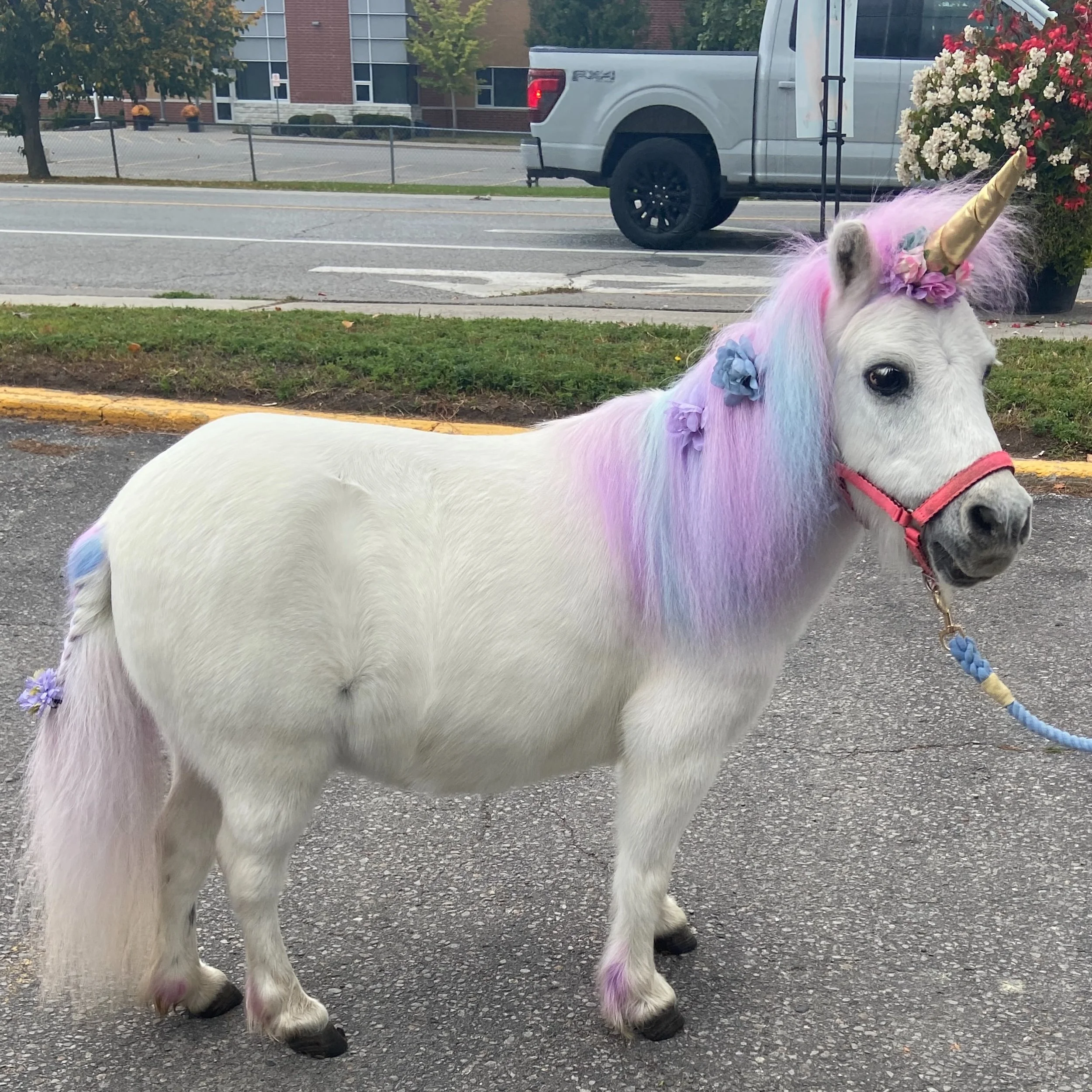 Shout out to our pals @thelocal.petpantry  and their fundraising event in support of @smalltown_catproject today!
Saturn the &ldquo;Unicorn&rdquo; made a special appearance to support the kitties along with some awesome vendors with big hearts🧡😻
So