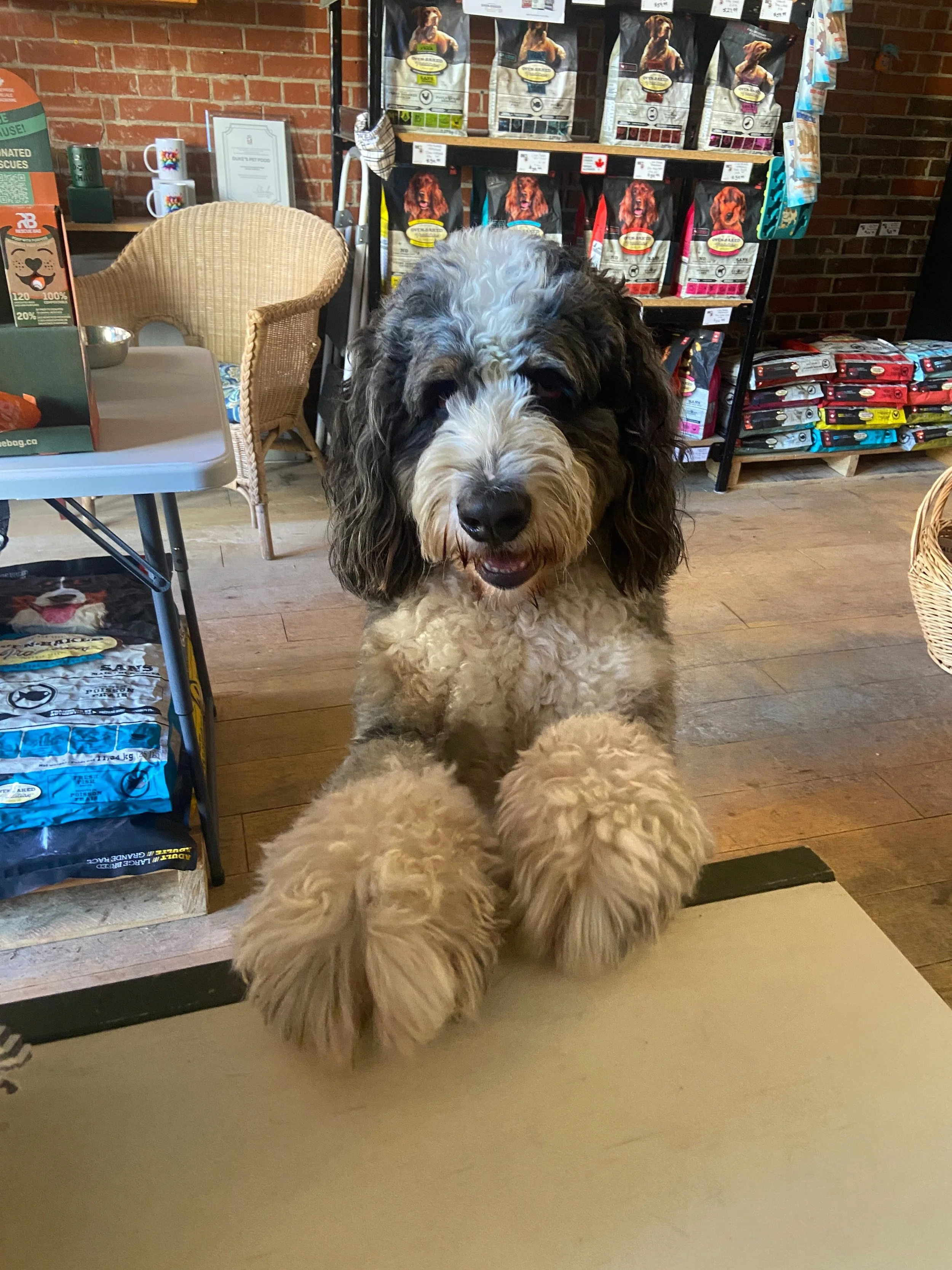 🍂🐾 Owen has questions! 🐾🍂

Our very important guest stopped by to make sure he had the scoop on our Thanksgiving hours. 😍 We take our holiday planning very seriously around here!

While Owen was at the counter, he had one very important question