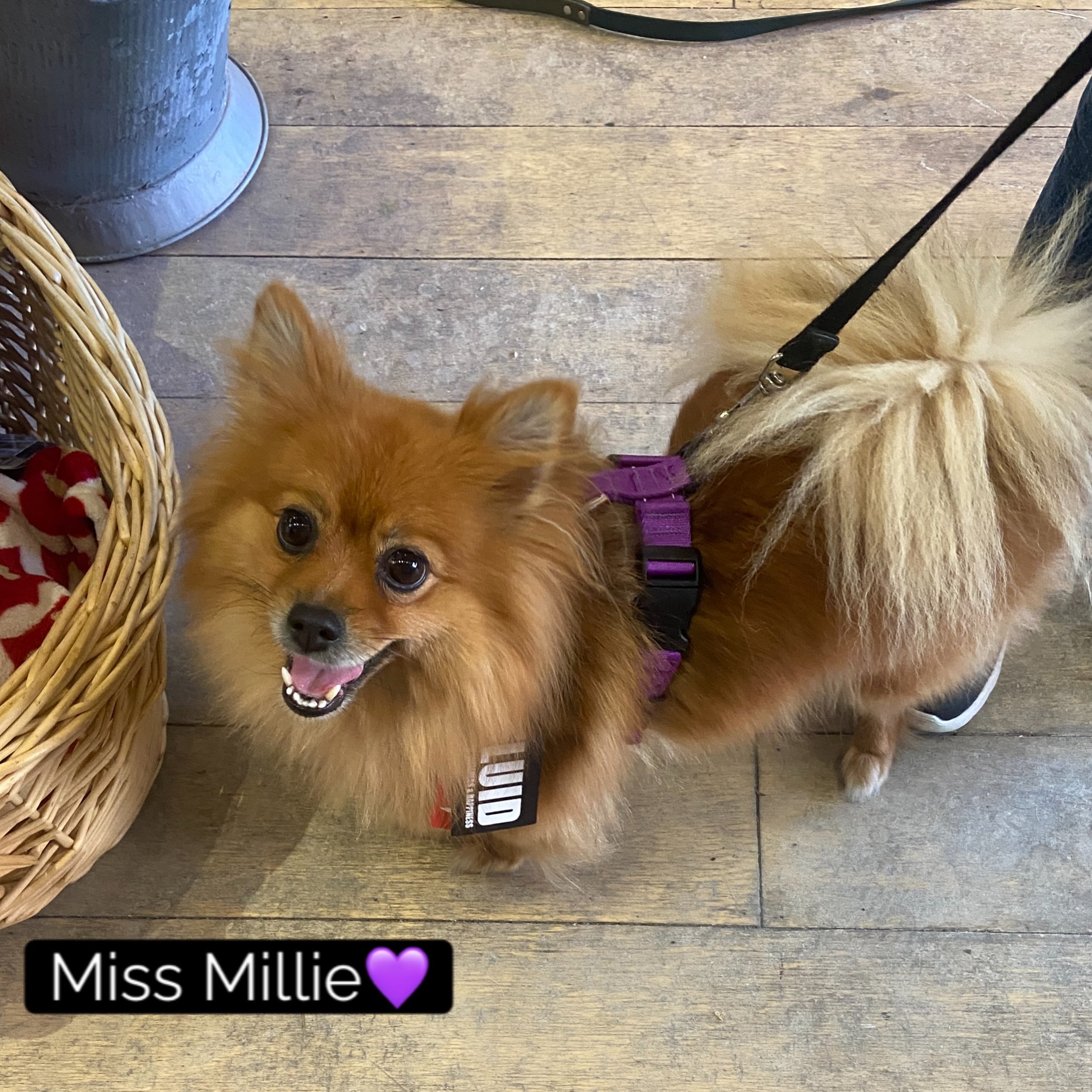 Miss Millie popped in to try on a new @jettajacks fluid motion harness and ta da!!! She found a perfect fit in the size small. We love the 5 points of adjustment, the sturdy clips and buckles and of course the colour💜
She can strut her stuff around 