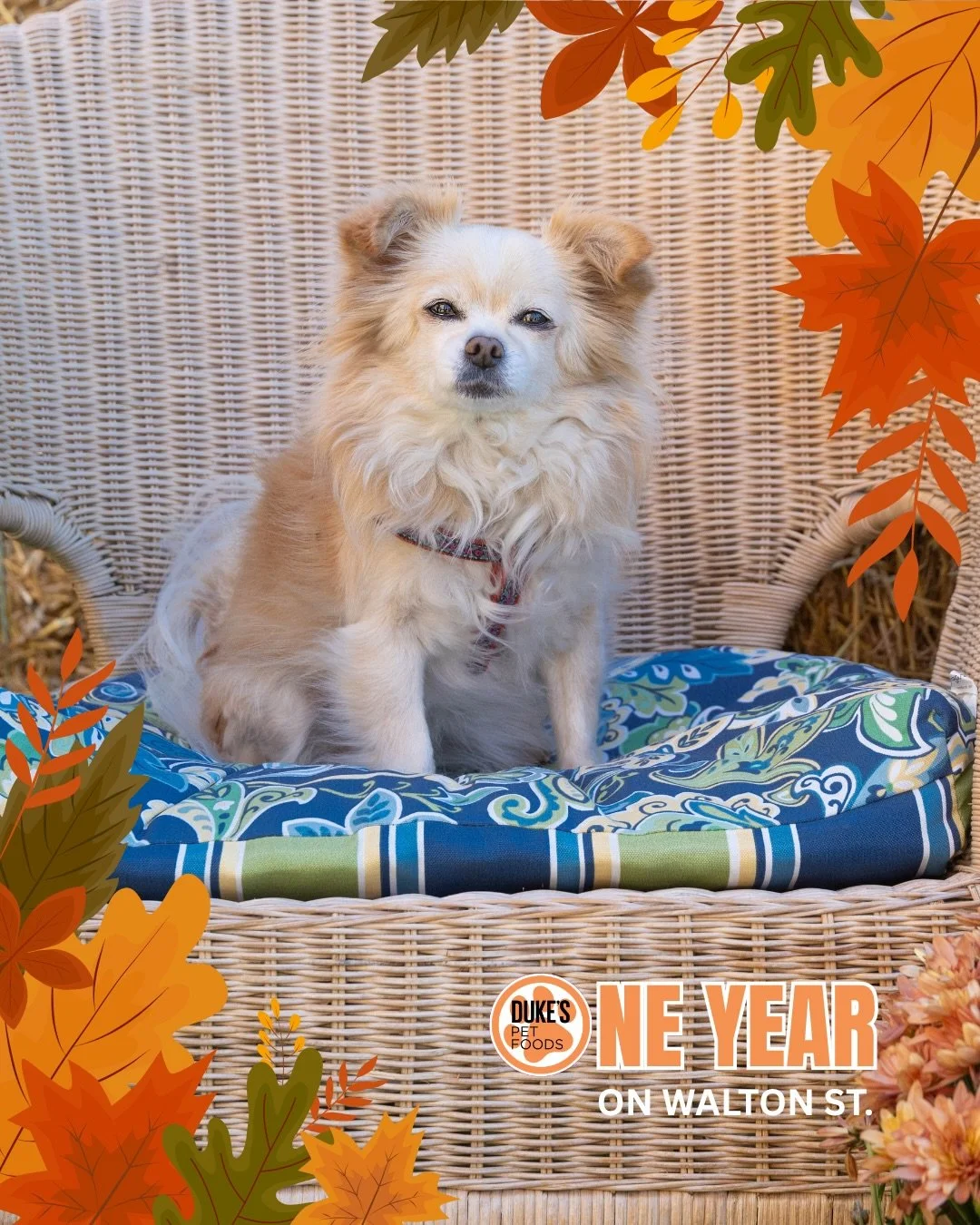 🍂📸 THE FALL PHOTOS ARE READY! 📸🍂

If you joined us for fall photos during our one-year on Walton Street celebration, your gallery is ready! ❤️

🔗 Head to the link in our bio to view your photos.

A special thank-you to Laura at @gooseberrystudio